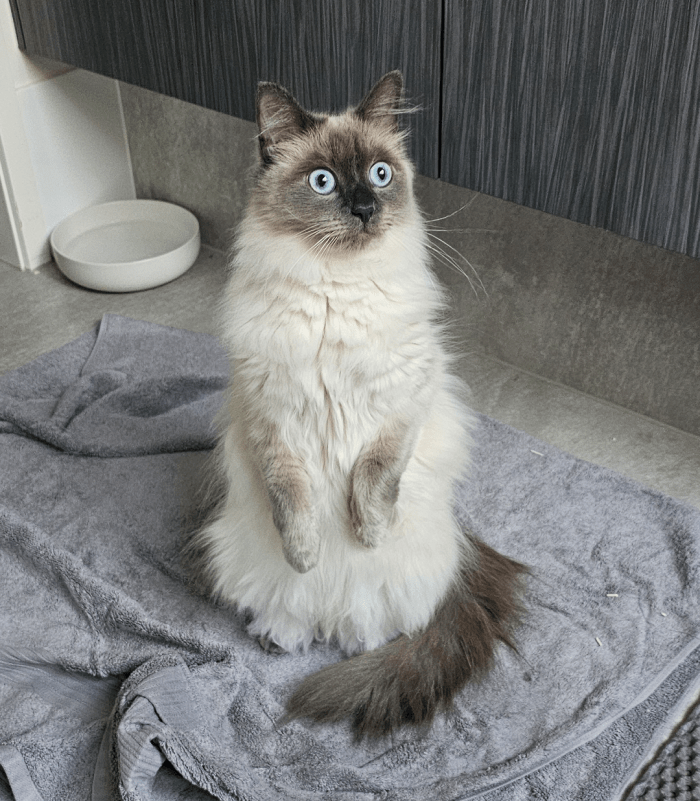 missdumpling