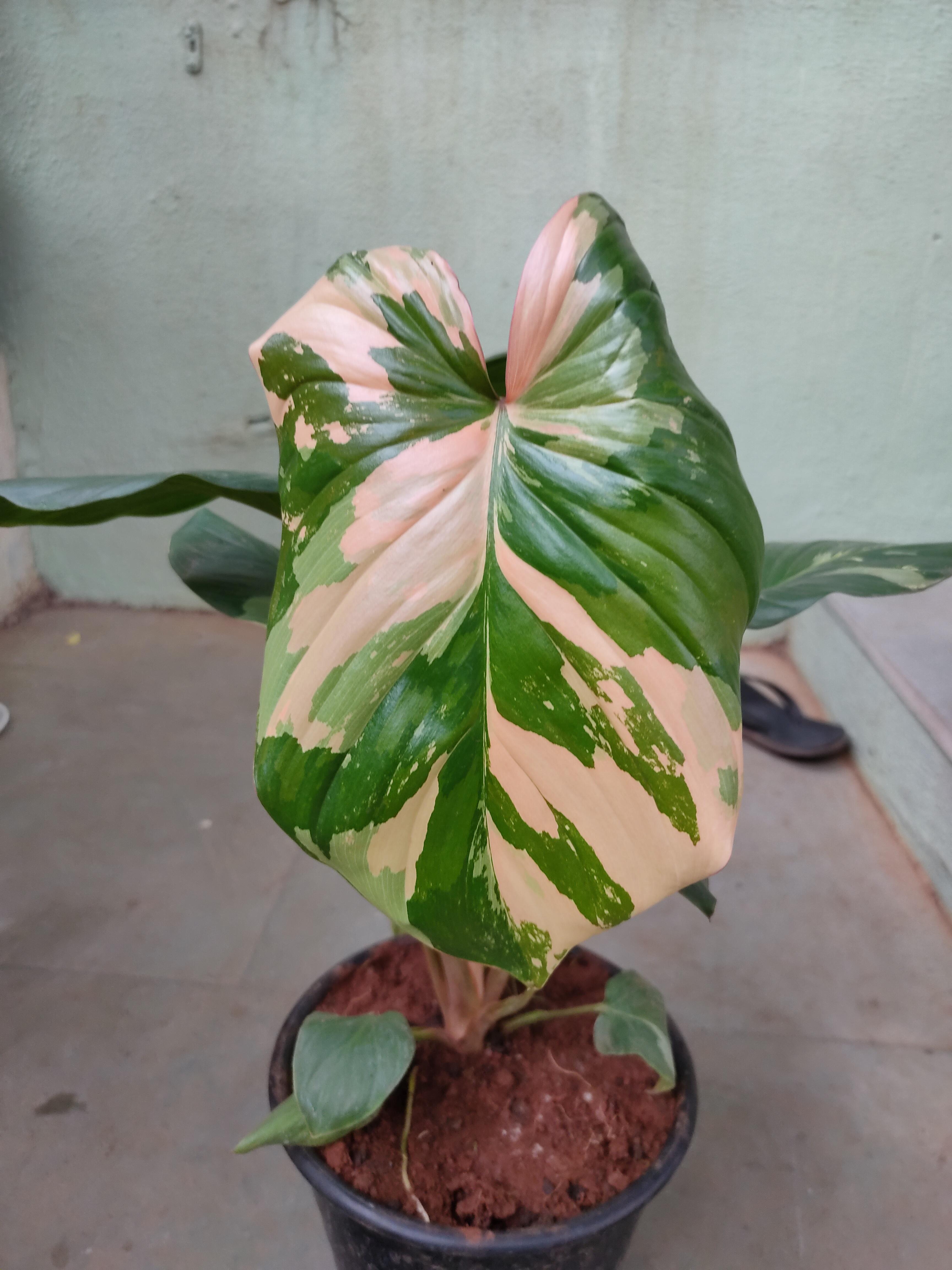 Succulent plants are easy to take care of and look beautiful in different settings. Is This A Rare Plant I Recently Got This But I Have No Idea What Plant It Is I Just Fell In Love With Its Leaves I Think It S A Variegated Homalomena