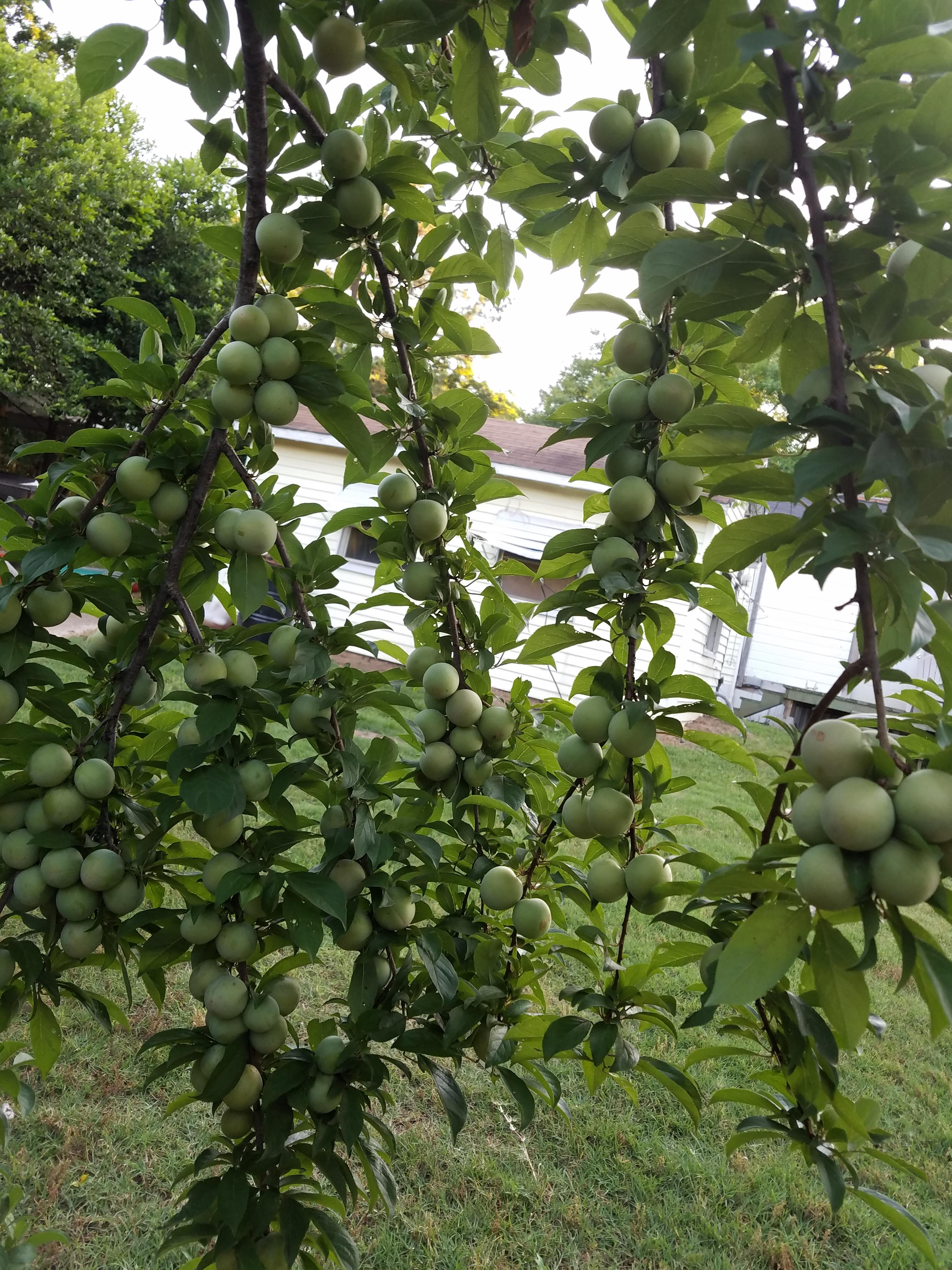 How To Grow A Plum Tree Top Tips