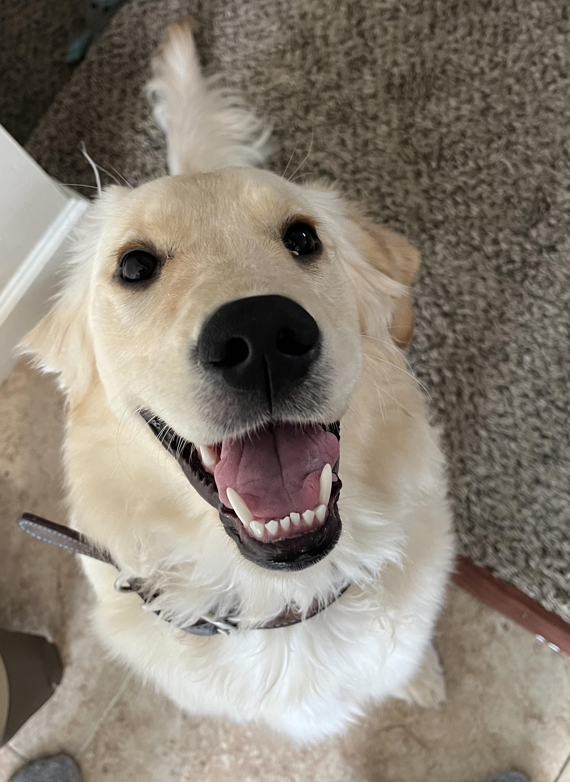 Not a thought behind those eyes