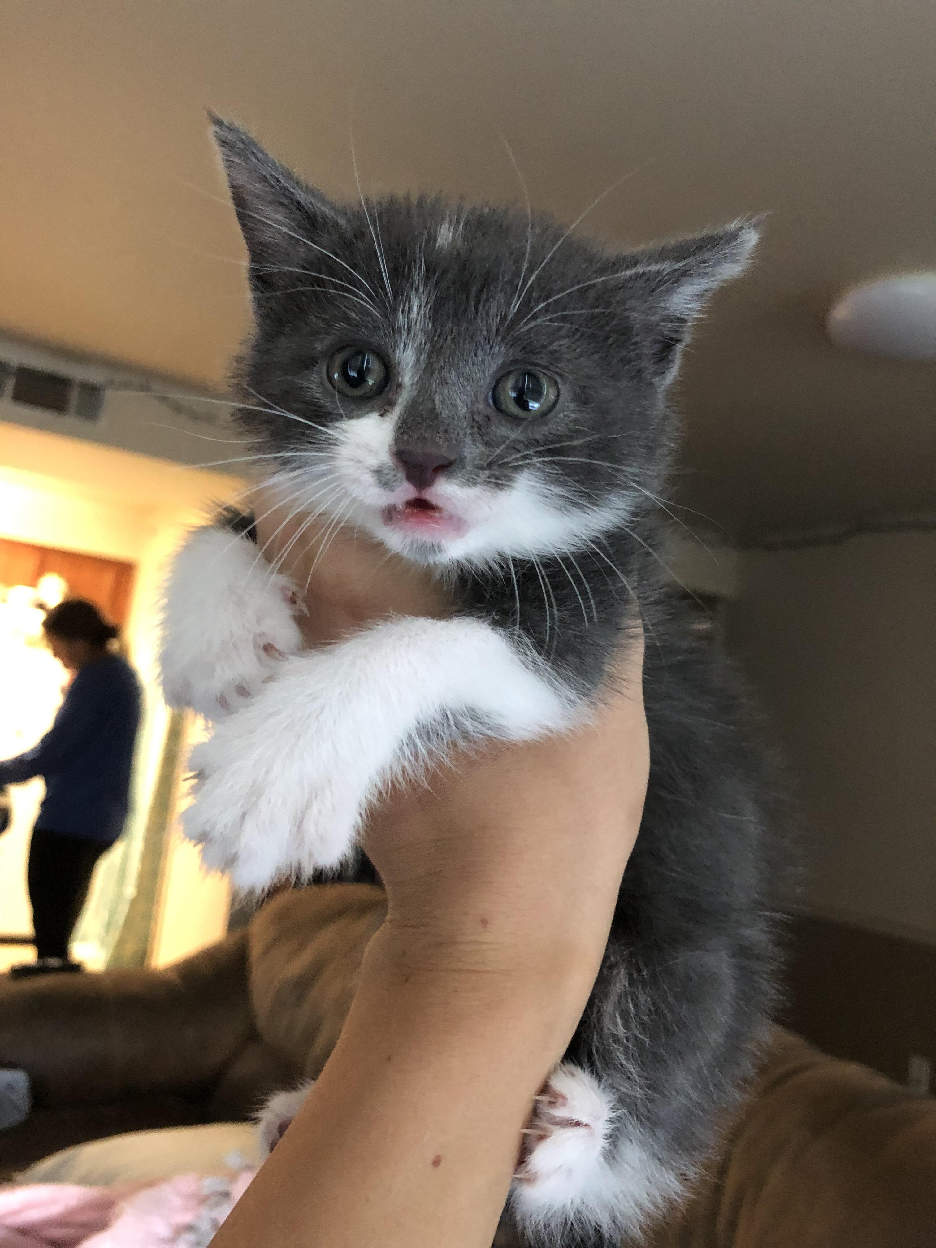 My roomate got a 6 week old kitten, everybody meet wilson!!