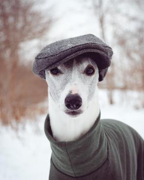 Dog Hiking on our day off [OC]