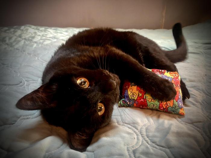elithecat