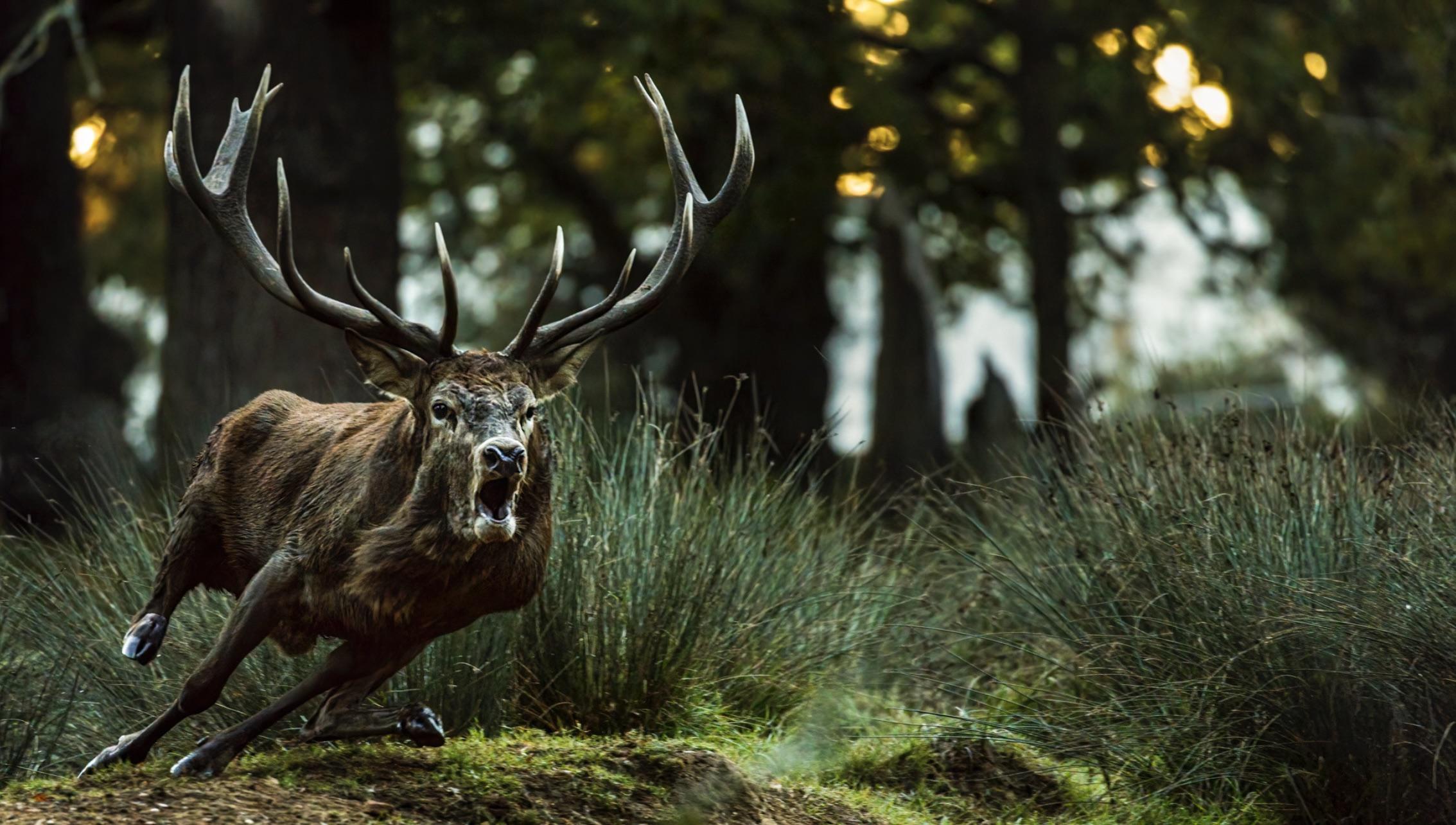 ITAP of a very angry stag running towards me : ritookapicture