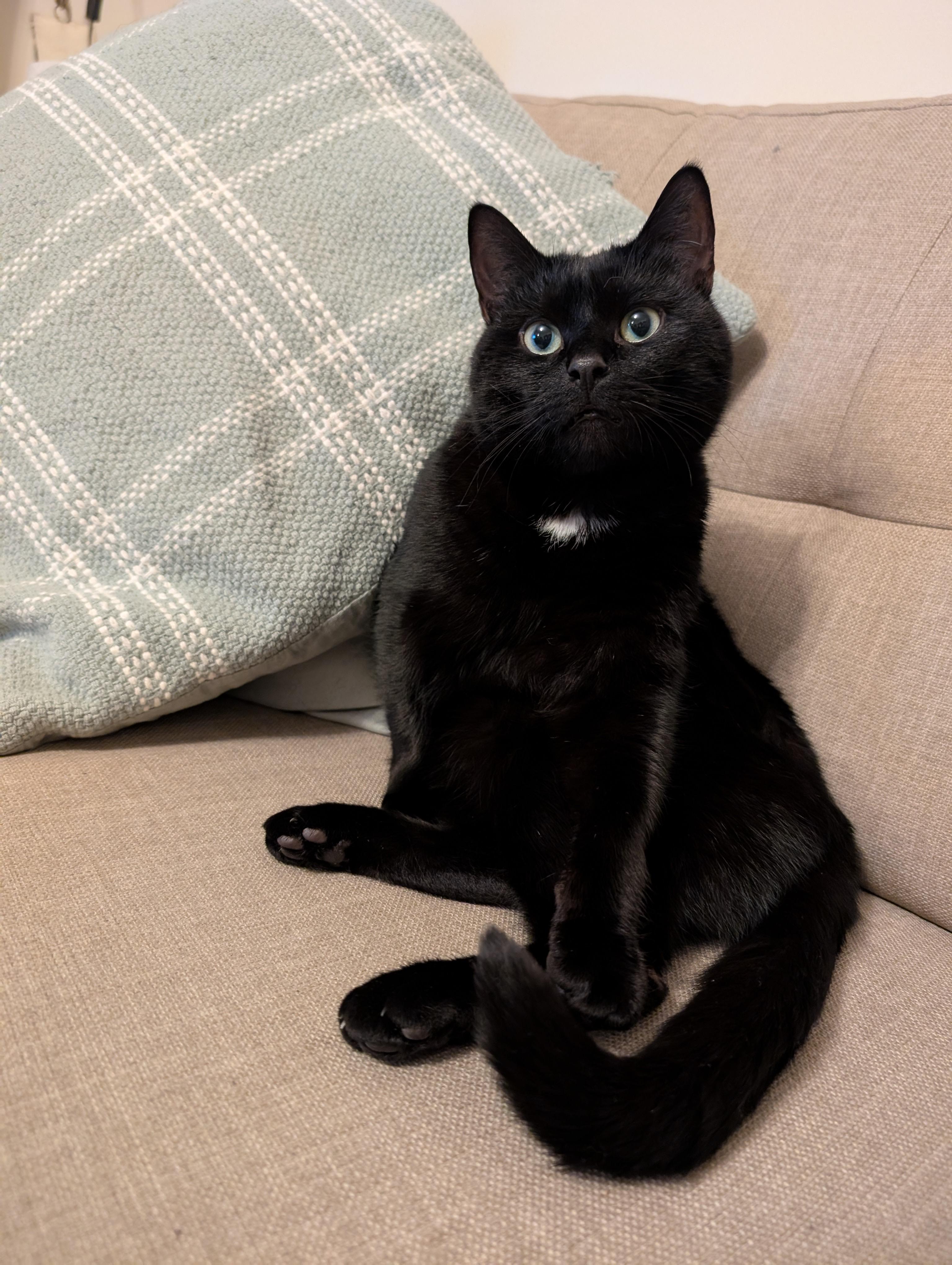 He notado que varios otros gatos negros tienen la mancha blanca en el pecho  como el nuestro. : rblackcats