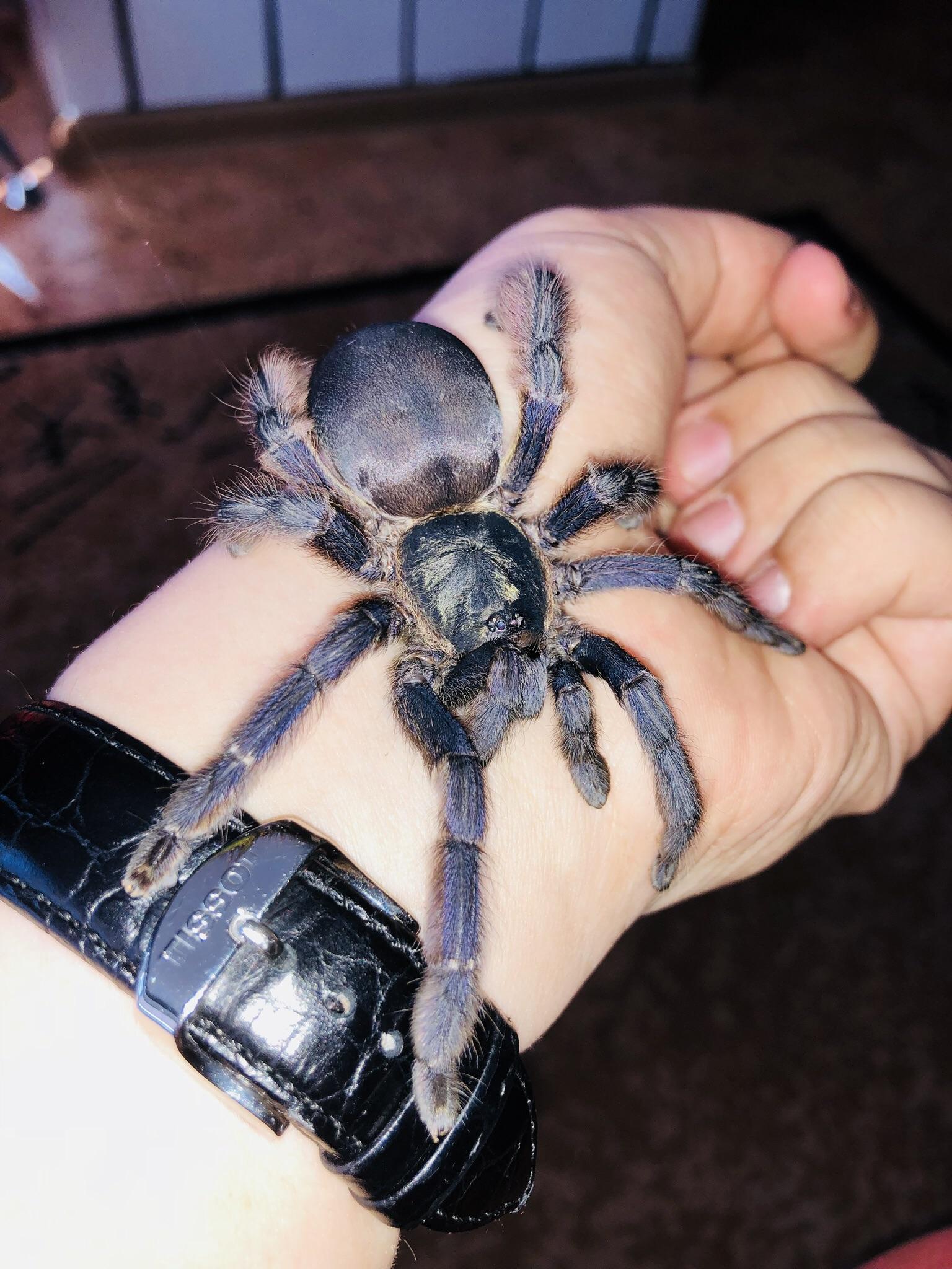 Tapinauchenius Gigas Orange Tree Spider For Sale Happyforest