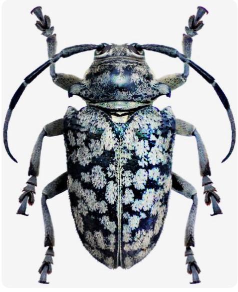 Beetle 2 R Insects - Colorful Images - Classic HD Collection