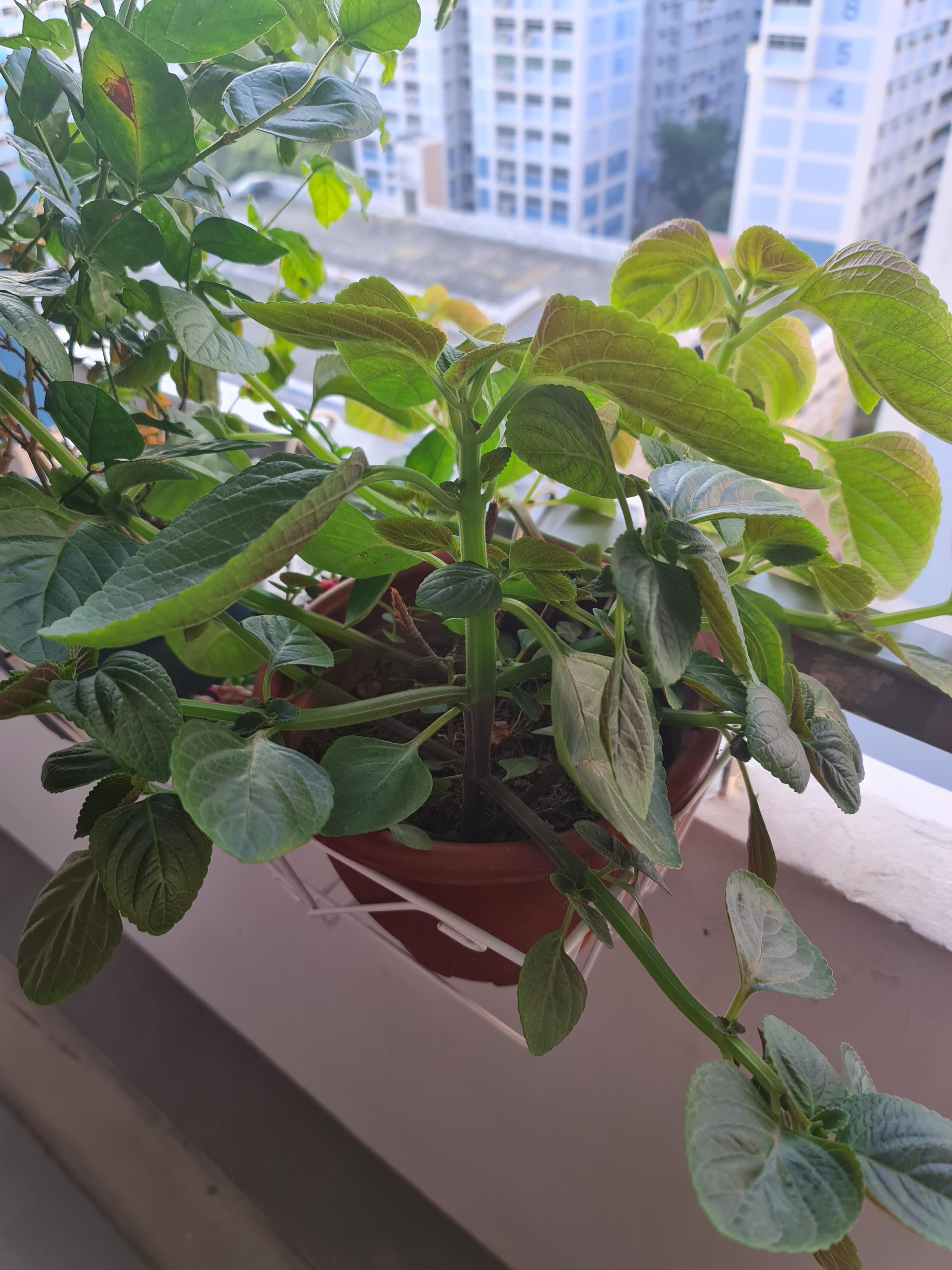What is this plant? (singapore)
