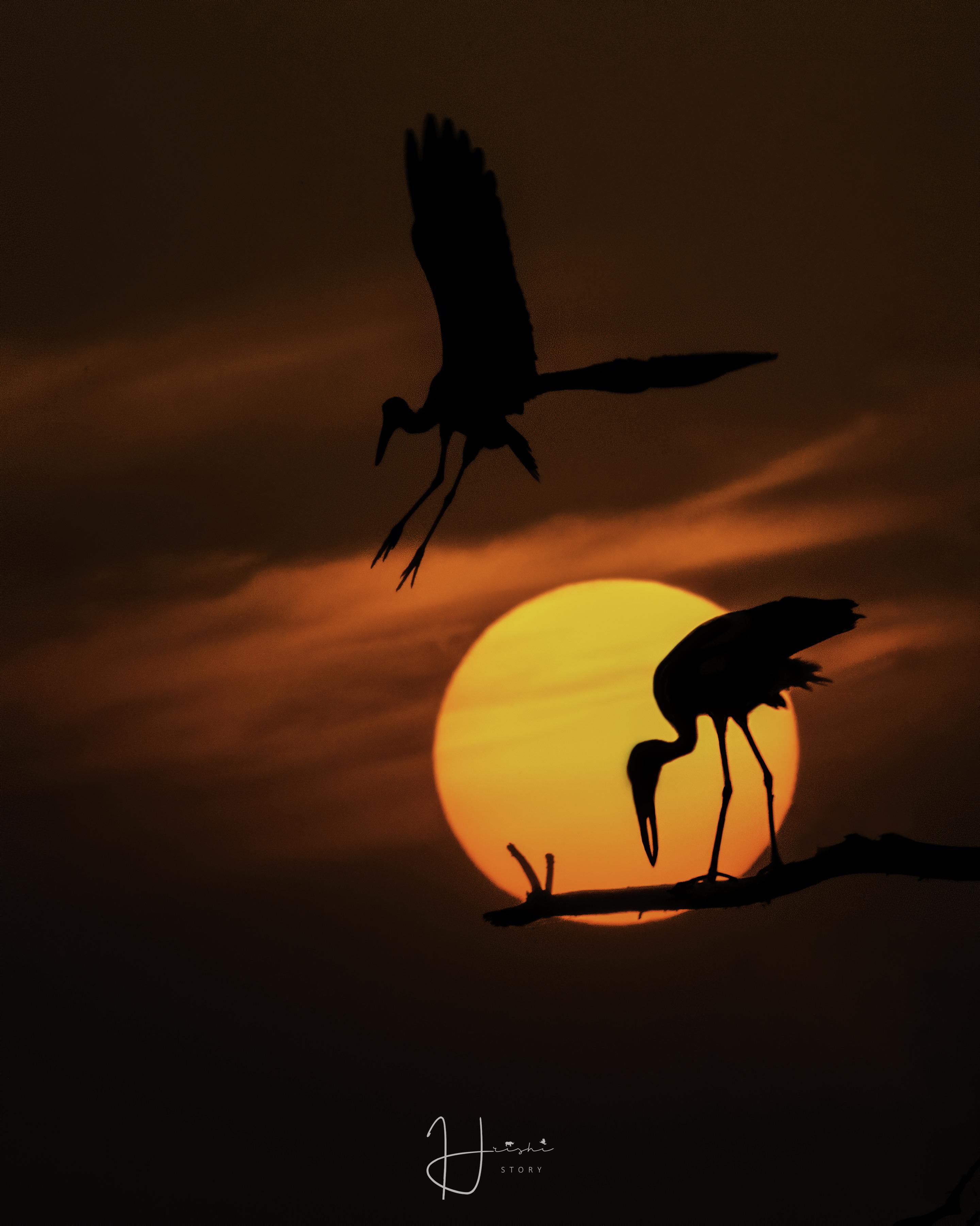 Does This Qualify? (First One On Here). A Pair Of 'Open Billed Storks' I Photographed In The Sunset. Location - Baramati, India. [Oc] : R/Mostbeautiful 3600_X_2880_jpg