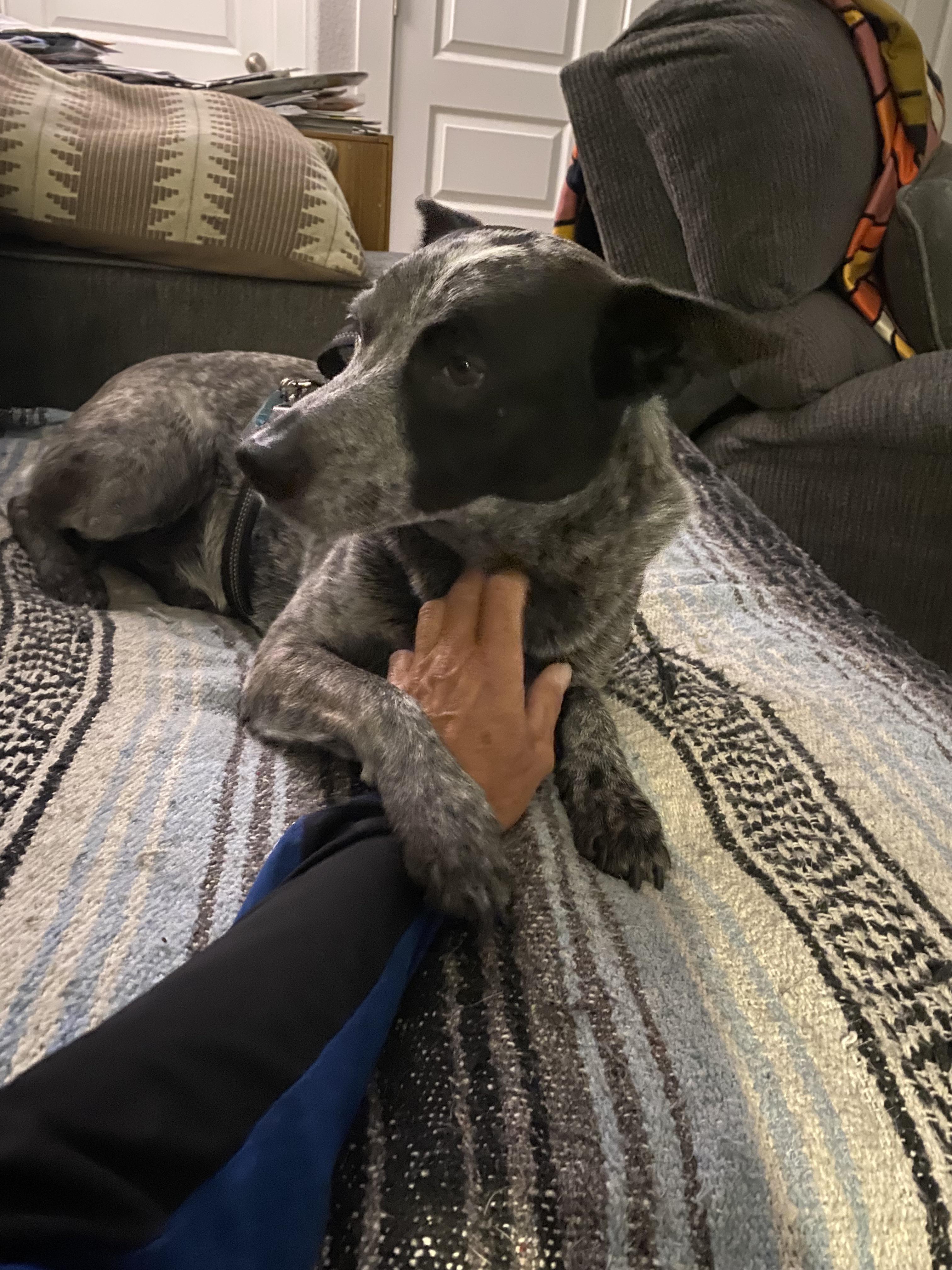 Minha parceira de aventuras e trilhas de 4 anos, Betty, tem um tumor grande  no baço. Vamos ver se é câncer na semana que vem. Manda aquela energia boa  pra gente. :