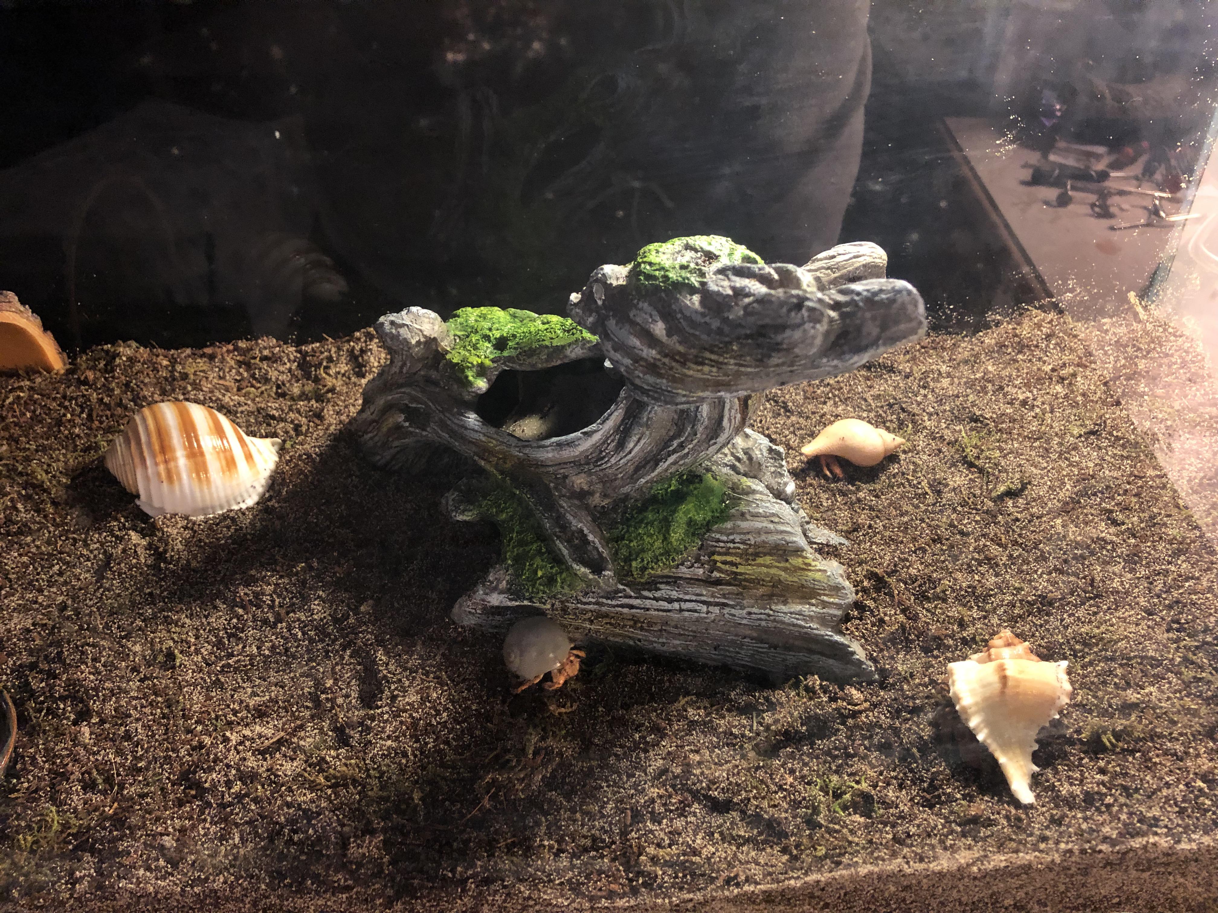 Crabitat Tank Size Crab Size Amp How Many Can You Have Hermit Crab Tank Hermit Crab Hermit Crab Habitat A 10-gallon tank can technically hold 3 4 small crabs but a more appropriate number would be 2 or 3 crabs.