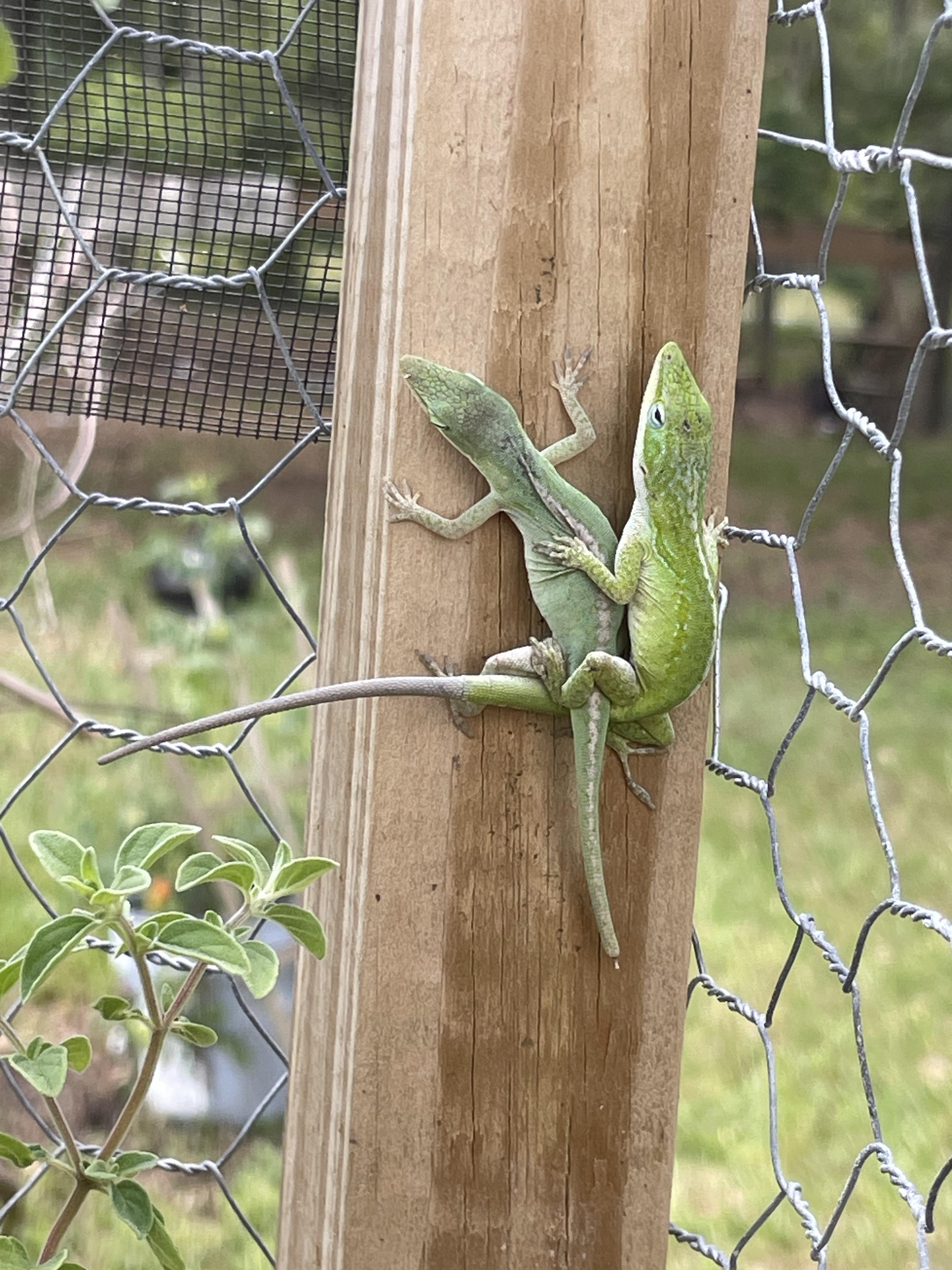 Dont see these green anoles too much anymore : rflorida