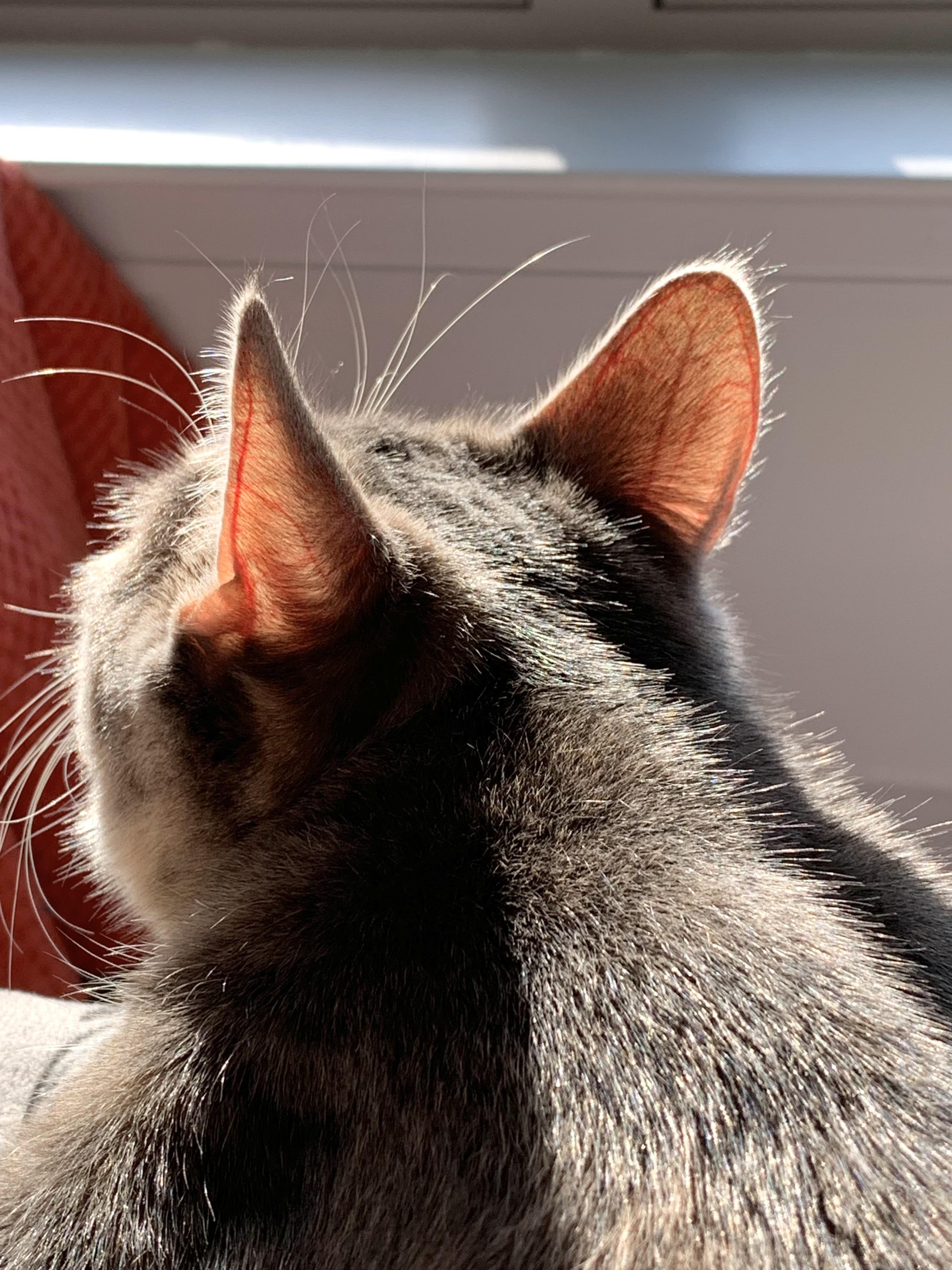 The blood vessels in my cat's ears in the sunlight.