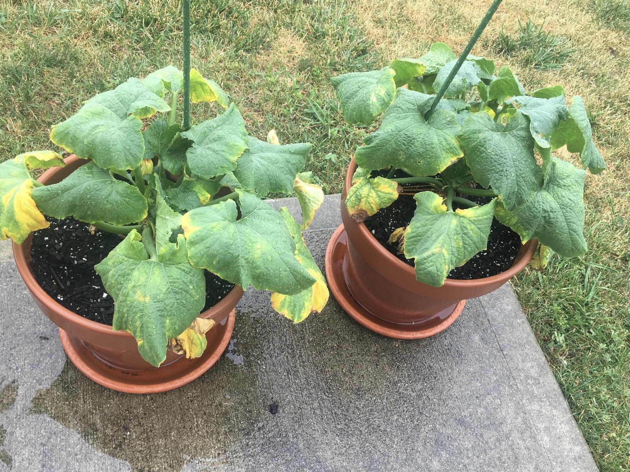 Why are my zucchini leaves turning yellow?