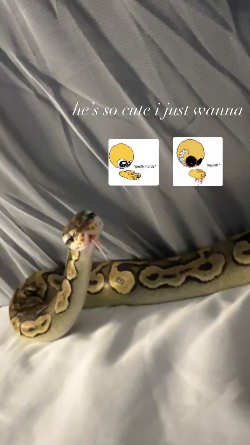 Look How Cute She Is R Ballpython - Artistic 4K Vintage Images | Free Download