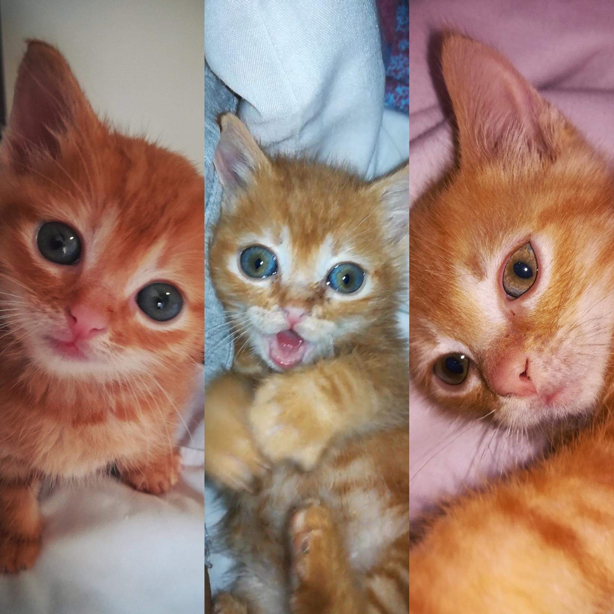 To The User Who Posted About Their Kitten S Eyes Changing Colour Here S My Boy S Development Over Time Kittens