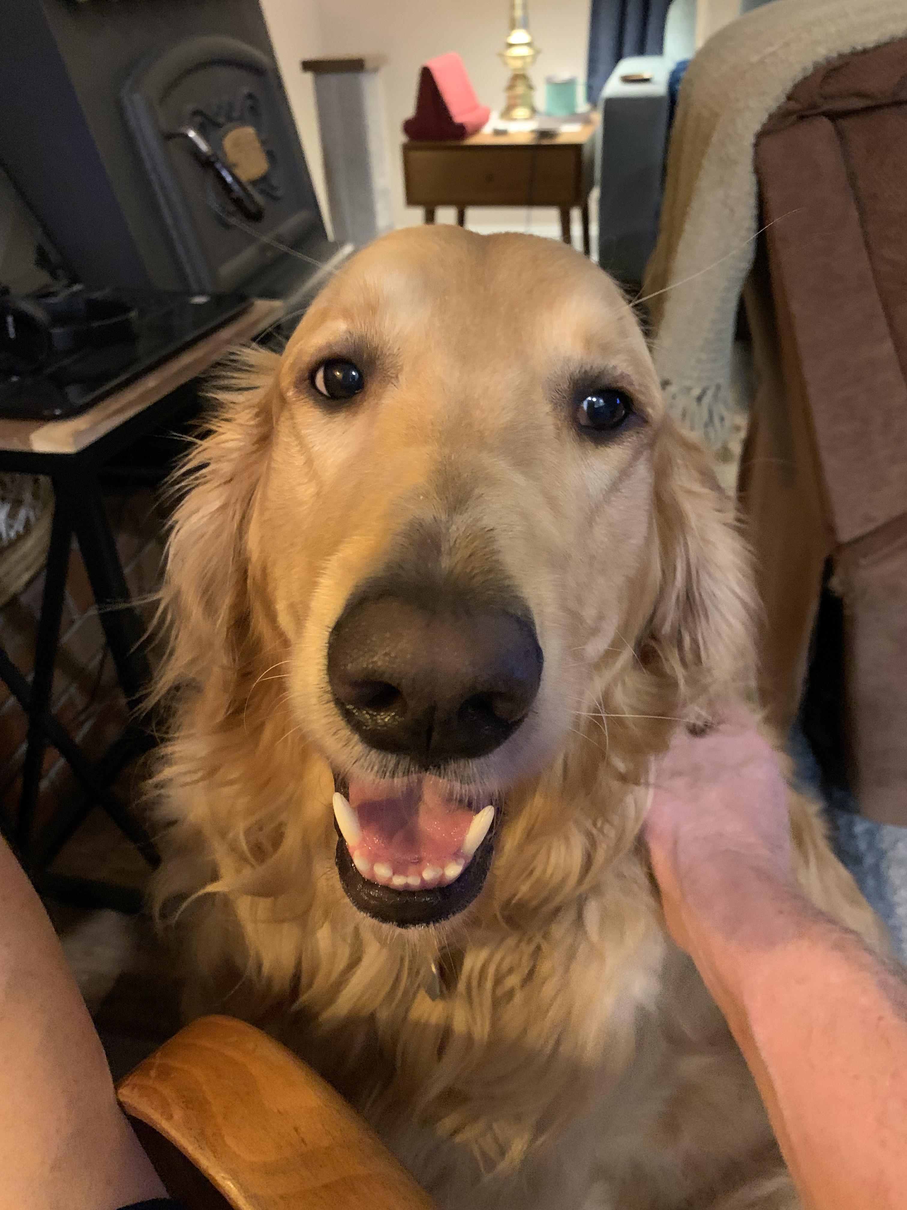 Is there something I should be doing for his nose or is losing its color  normal? : rgoldenretrievers