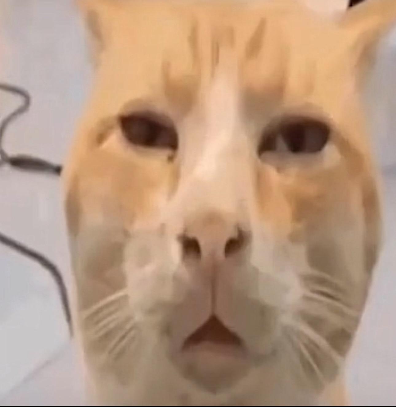 Ein bescheidenes, überraschendes Ende : rMemeVideos