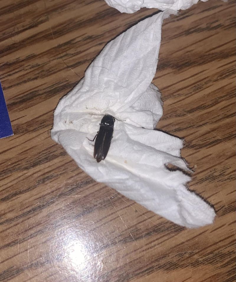 Identify Bug R Insects - Premium Geometric Image Gallery - 8K