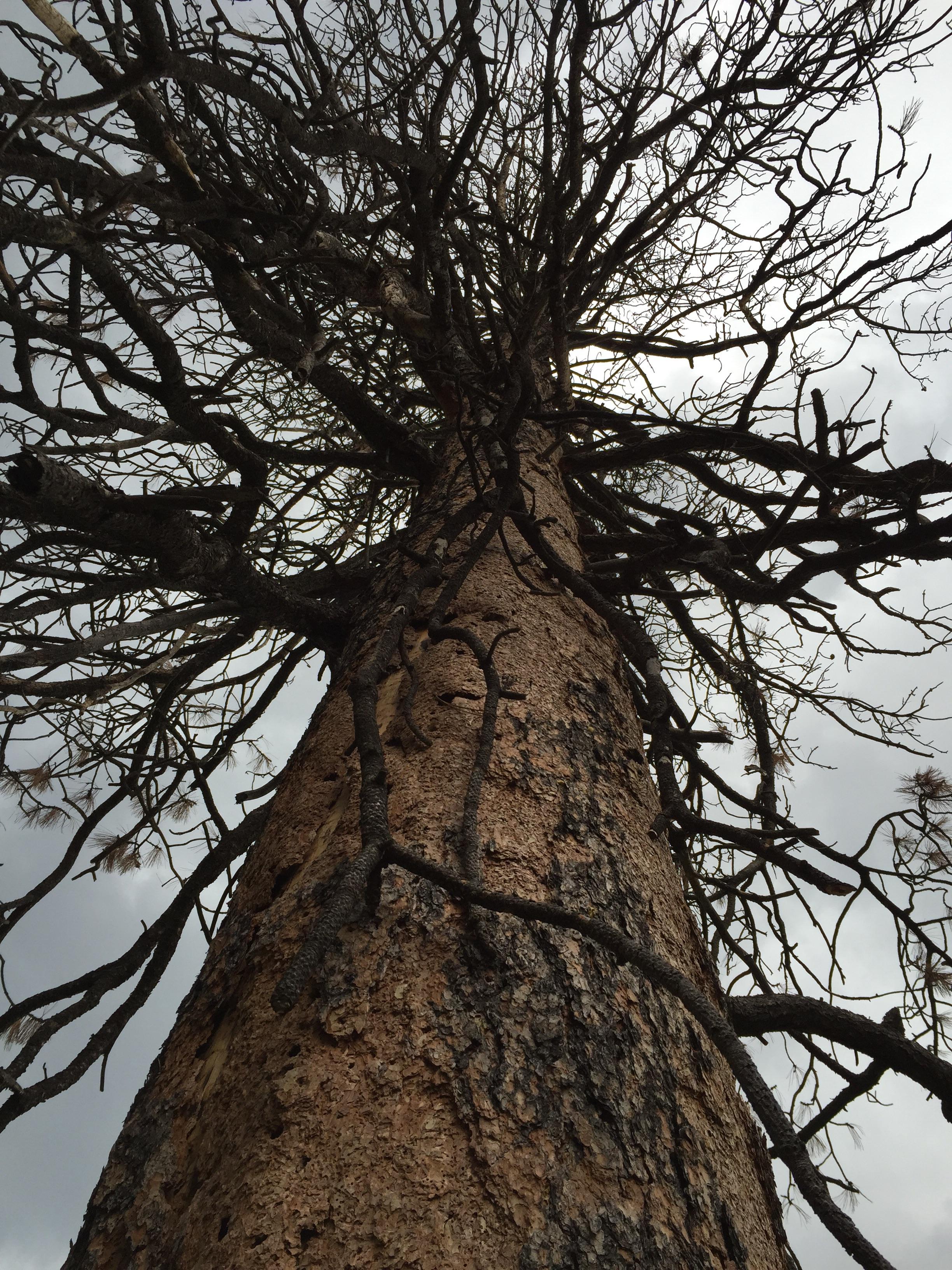 Presque Vu Subtitled The Widow Maker Darrinhartman