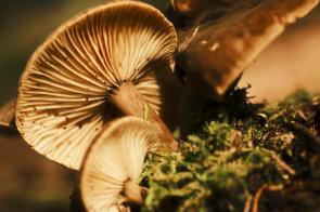 shroom [3840×2560] [OC]