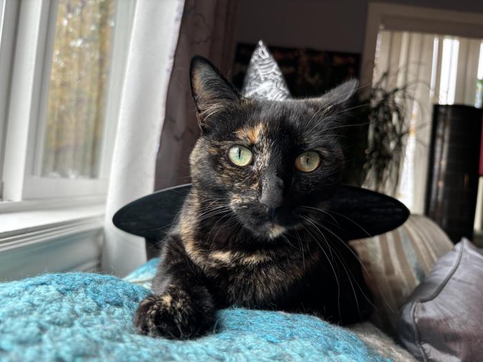 mystickitty