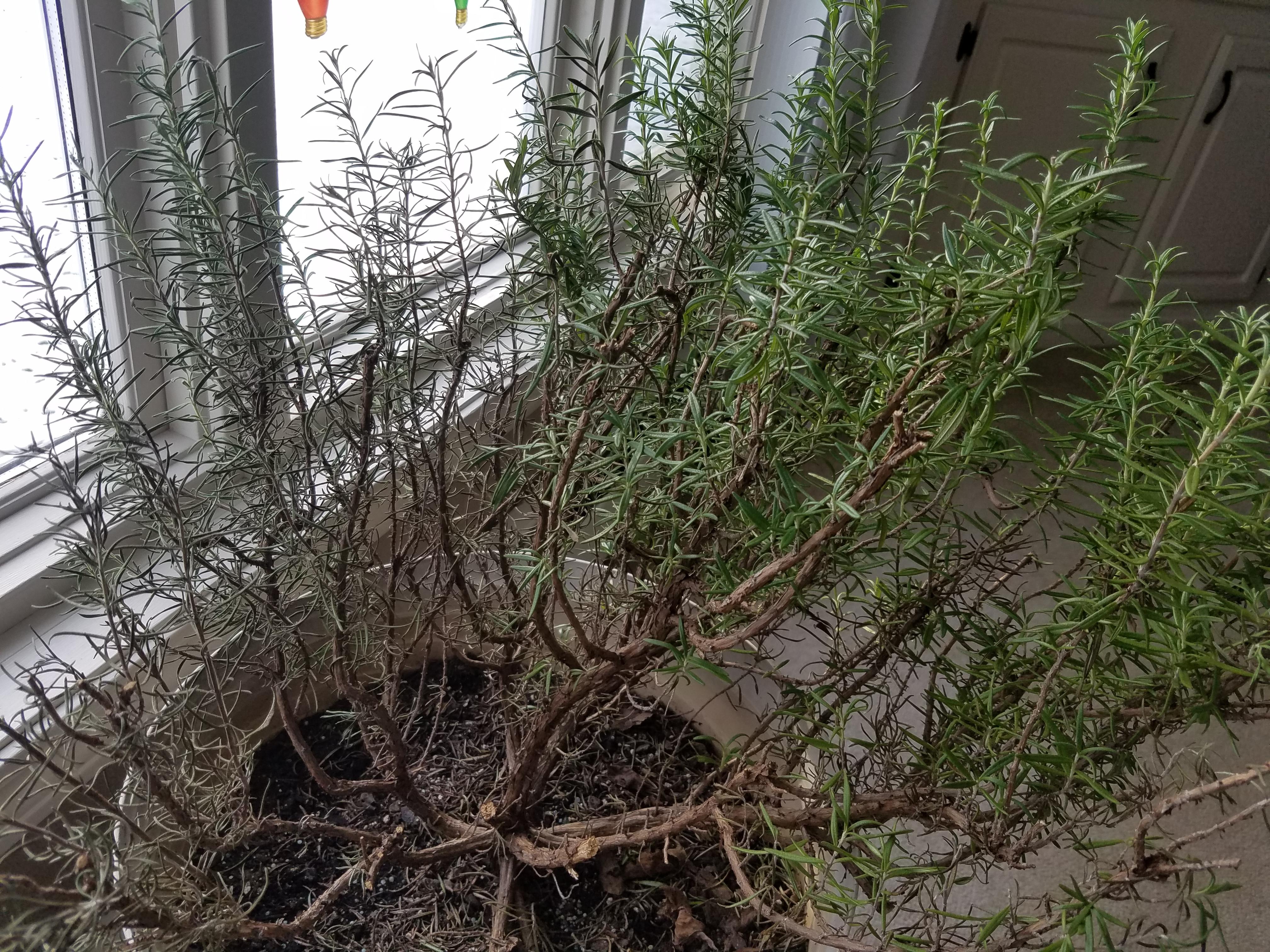 Rosemary Tree Hppr
