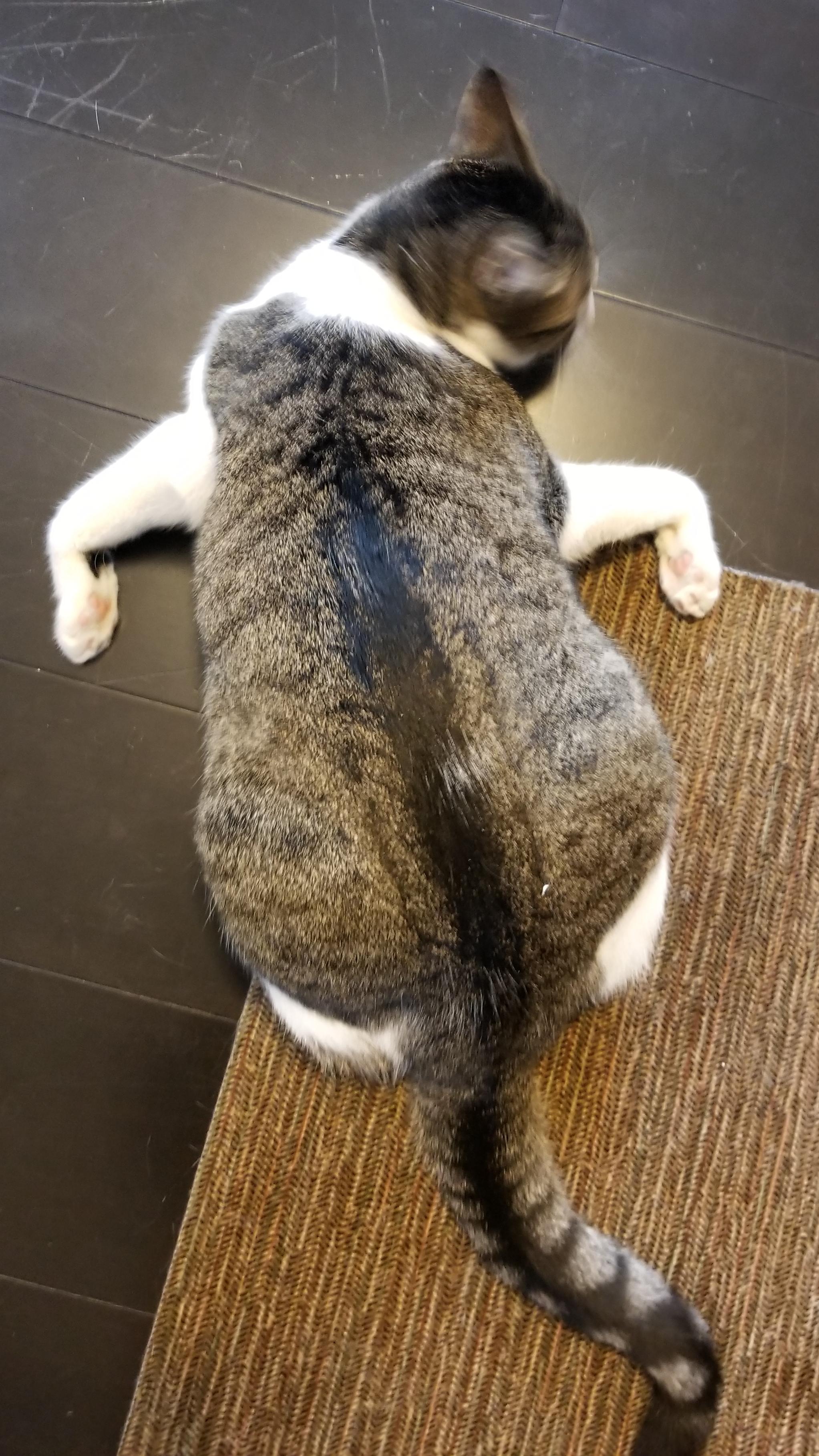 Cat broken tail tip