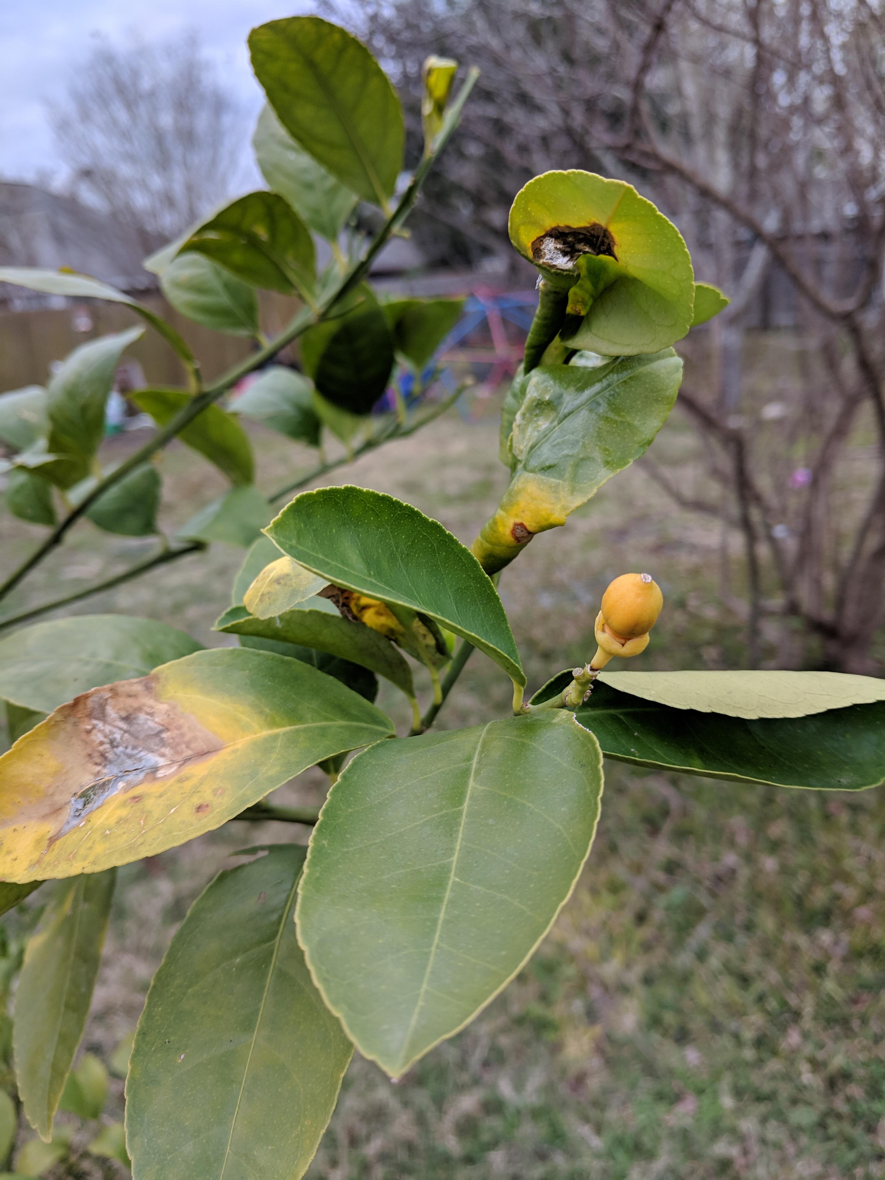 Yellow Spotted Lemon Tree Leaves Ask An Expert