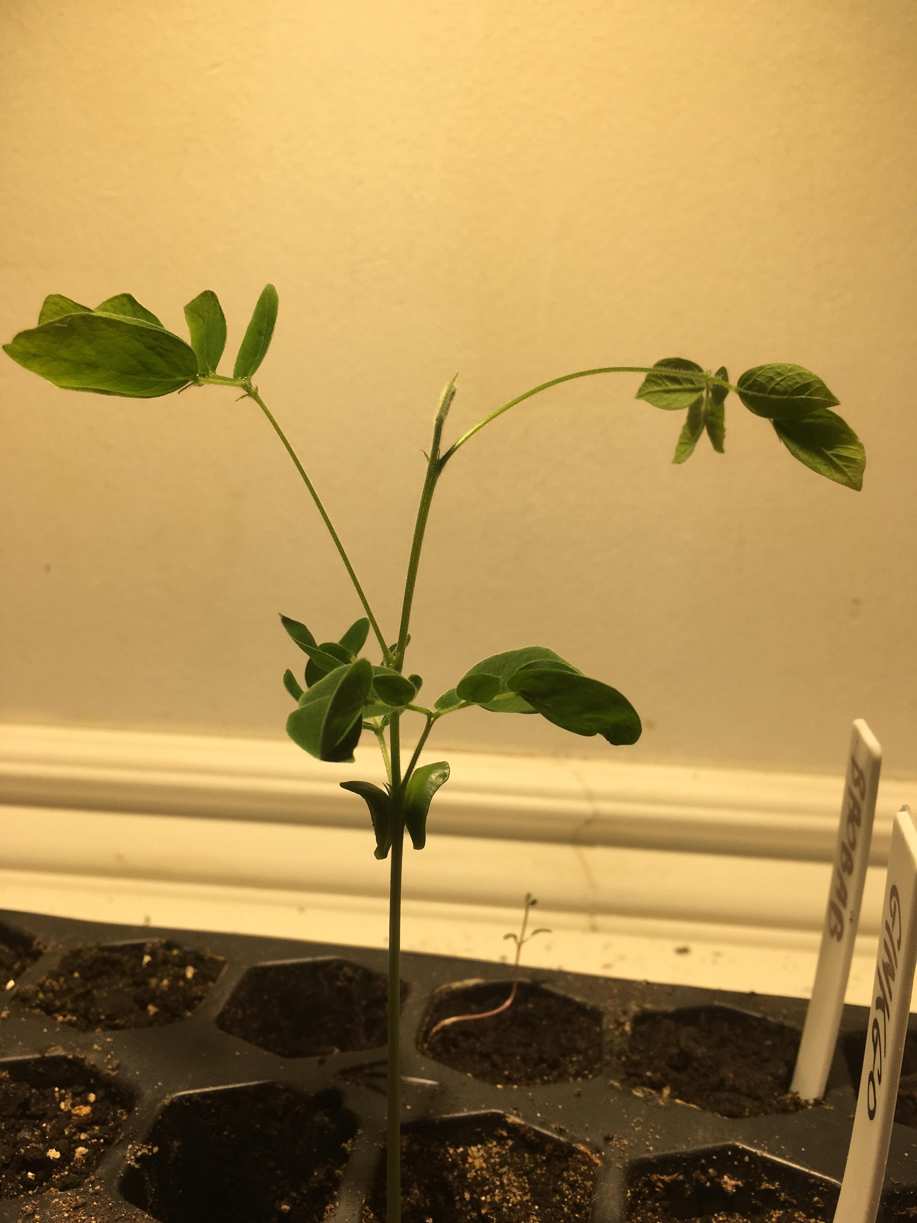 Brazilian Rain Tree Bonsai Youtube