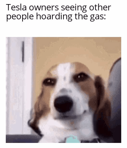 Did you think this gif was a human being with really nice hair before it turned out to be a dog? Scrolldrop U Bustamaru