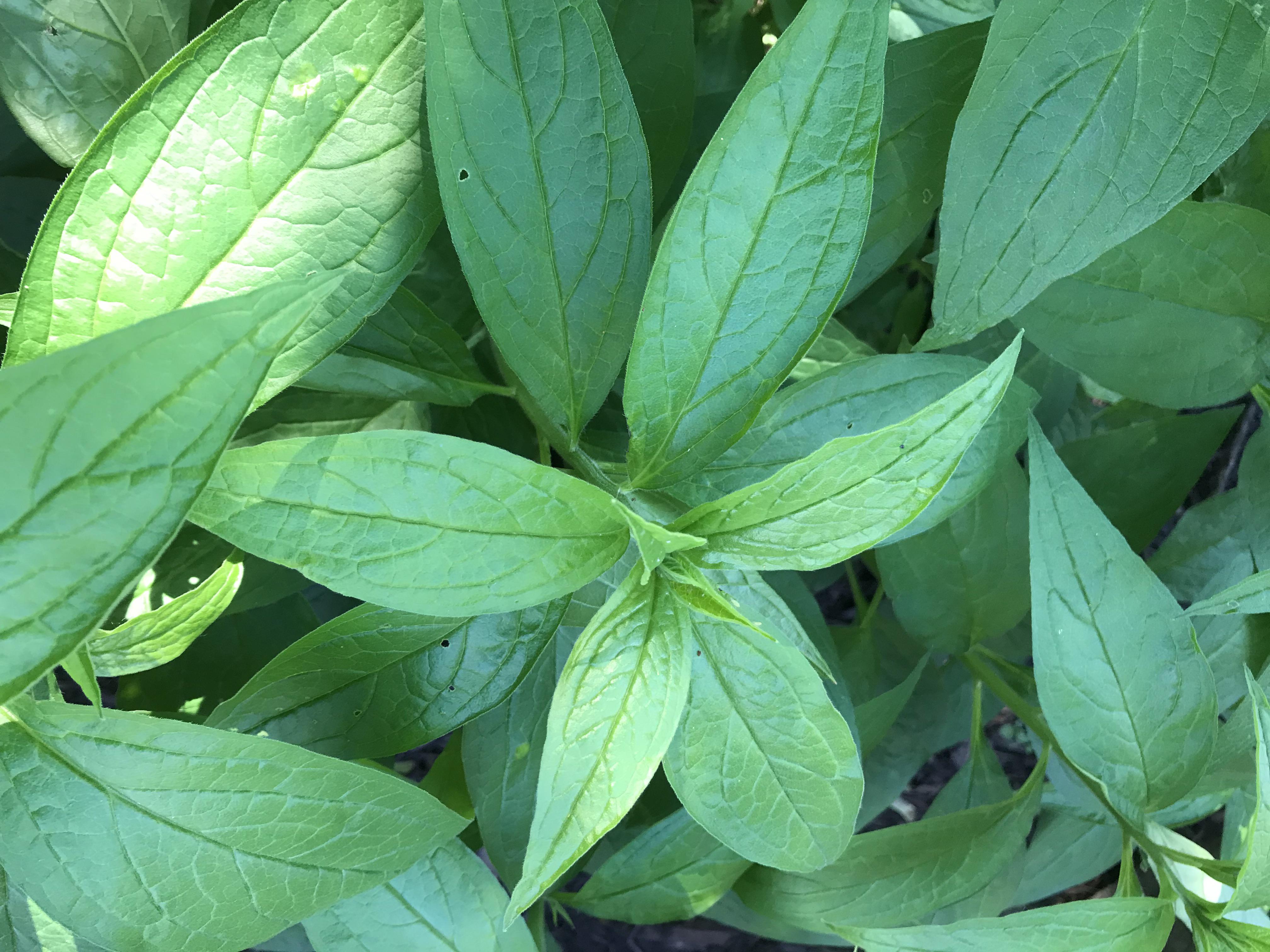 Ada yang kata, makan ngan budu pun sodap weh! Best Plant In My Garden Is It A Weed R Whatsthisplant
