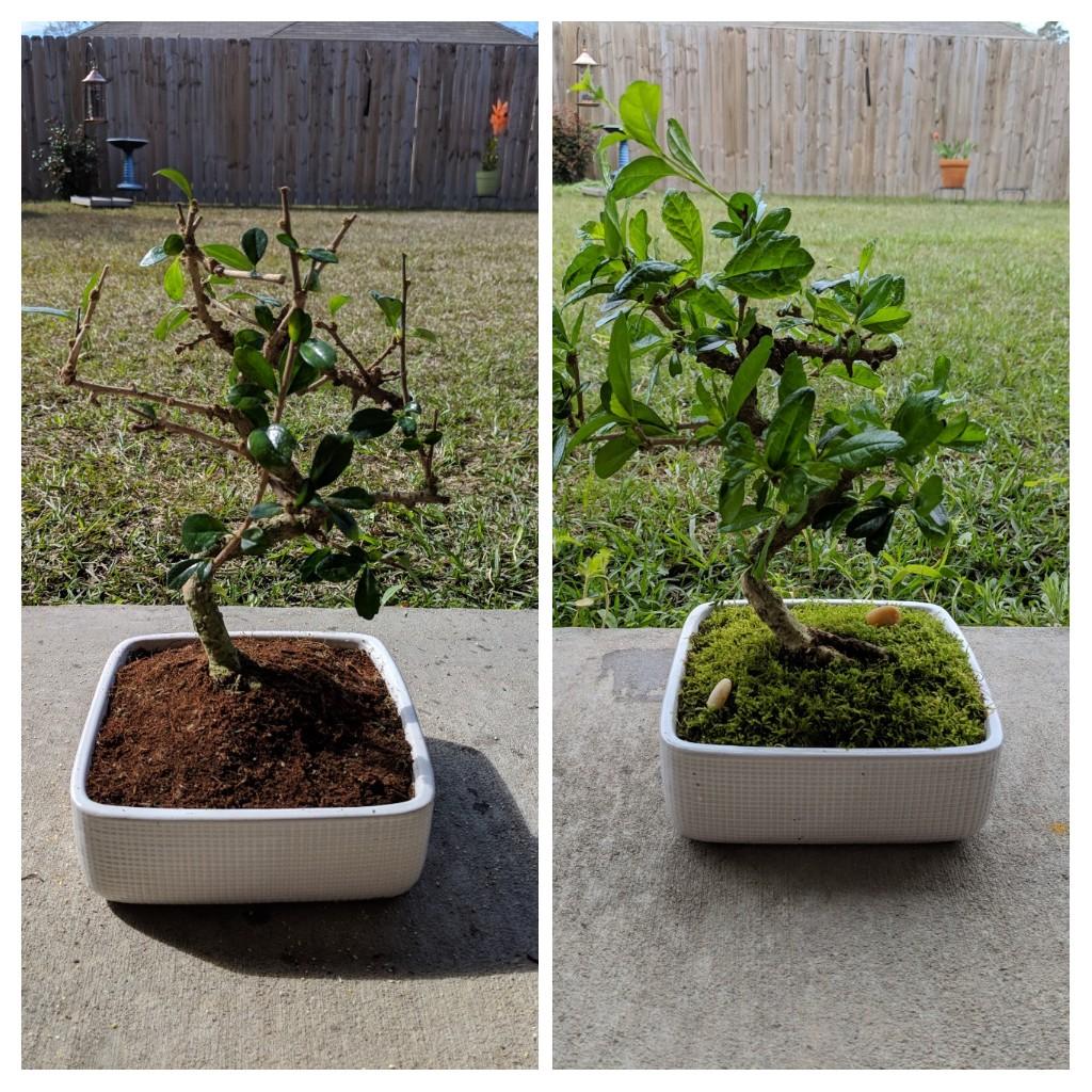 My 5 Lowes Juniper After 1 Year Page 2 Bonsai Nut