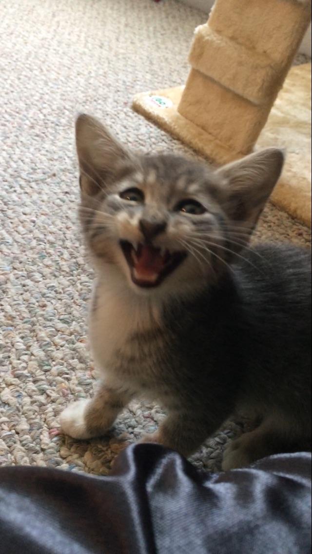 My new kitten showing those teefies with a silent meow