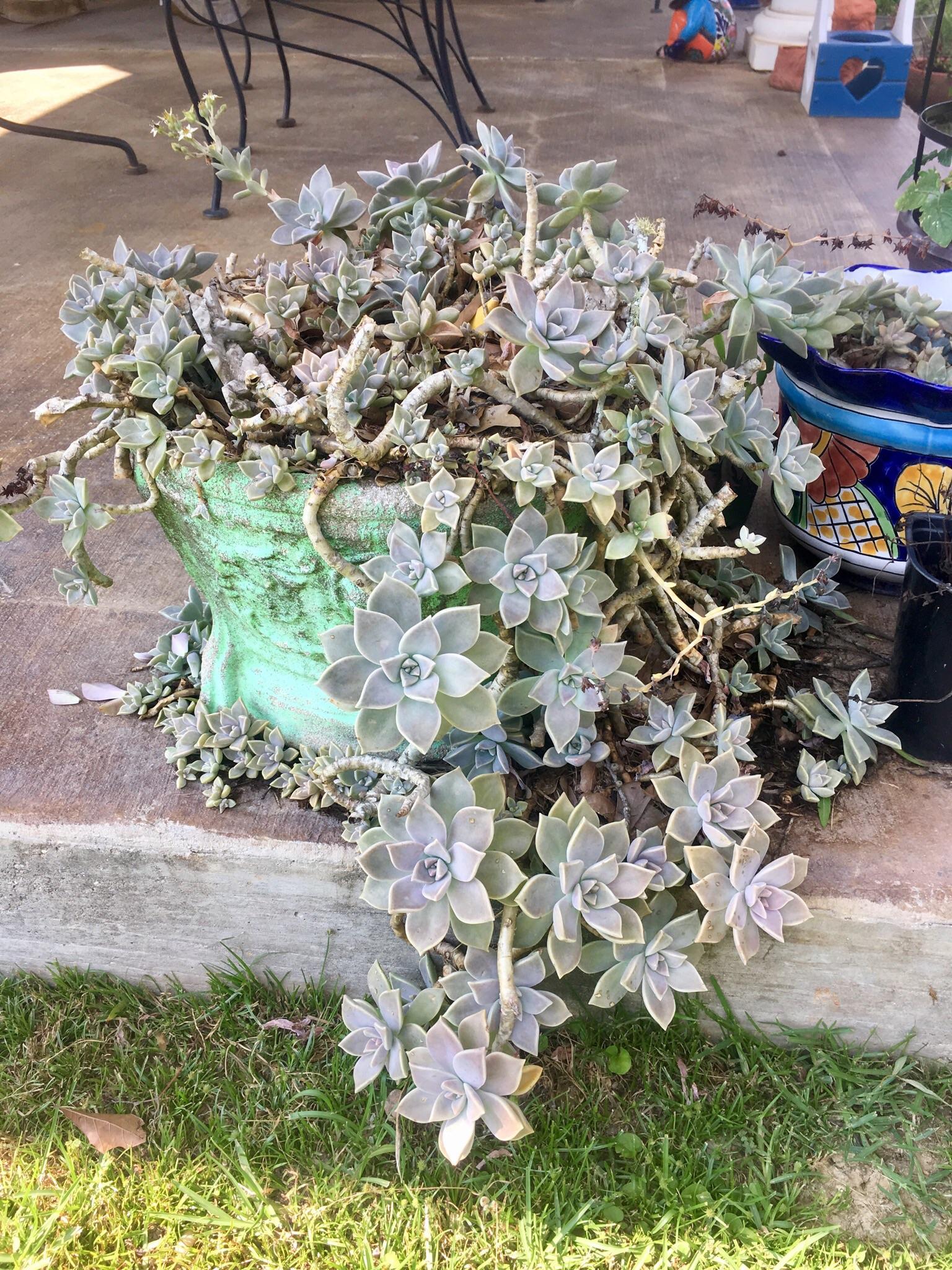 Once it passes through its dormant period, marked by the vine dying back, it can produce tiny, clustered pink flowers. Approx 130 Yr Old Succulent Originally Belonging To My Great Great Grandma This Beaut Still Lives In Her Original Pot Not Even South Louisiana Weather Can Stop Her Even Laughing In The
