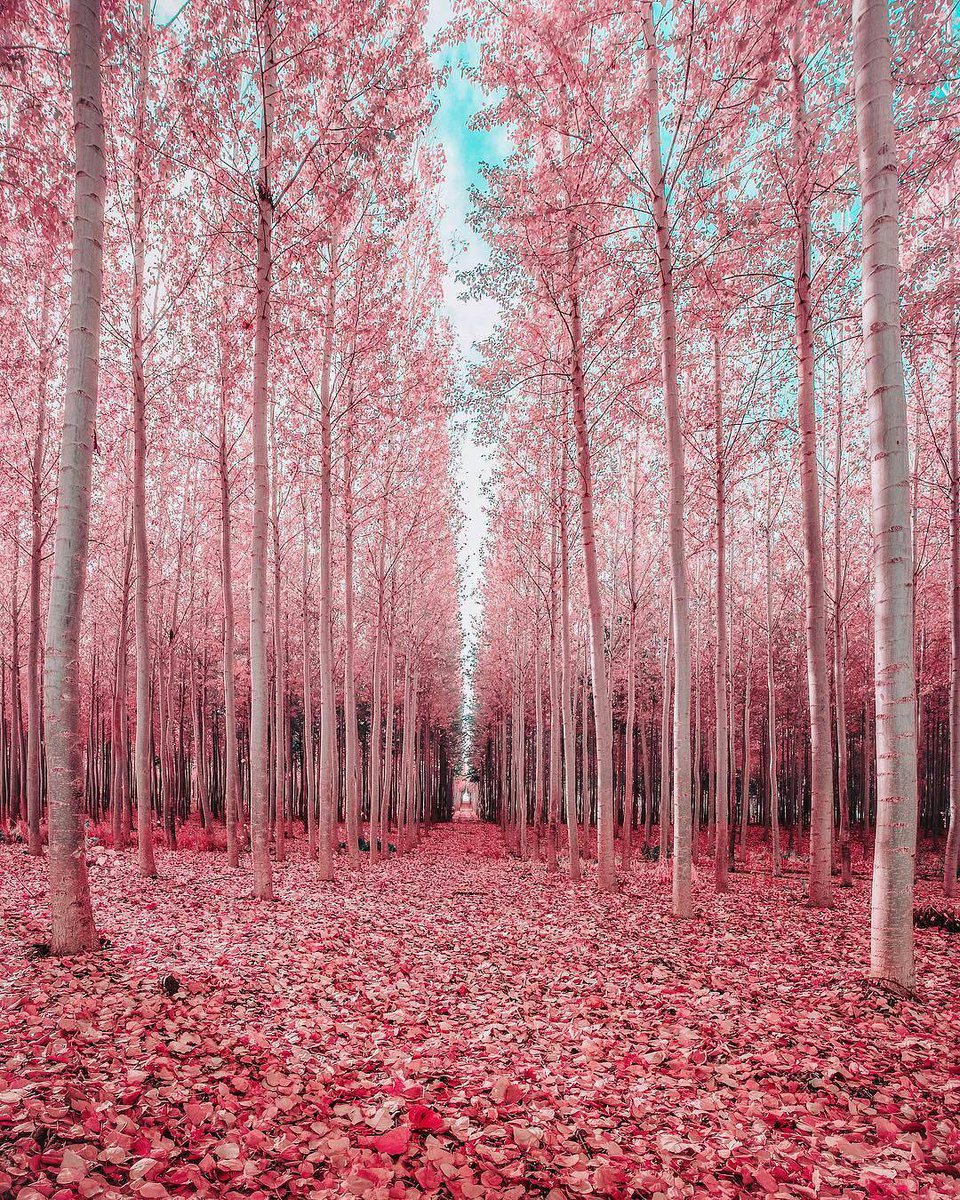 An enchanted pink forest : FairytaleasFuck