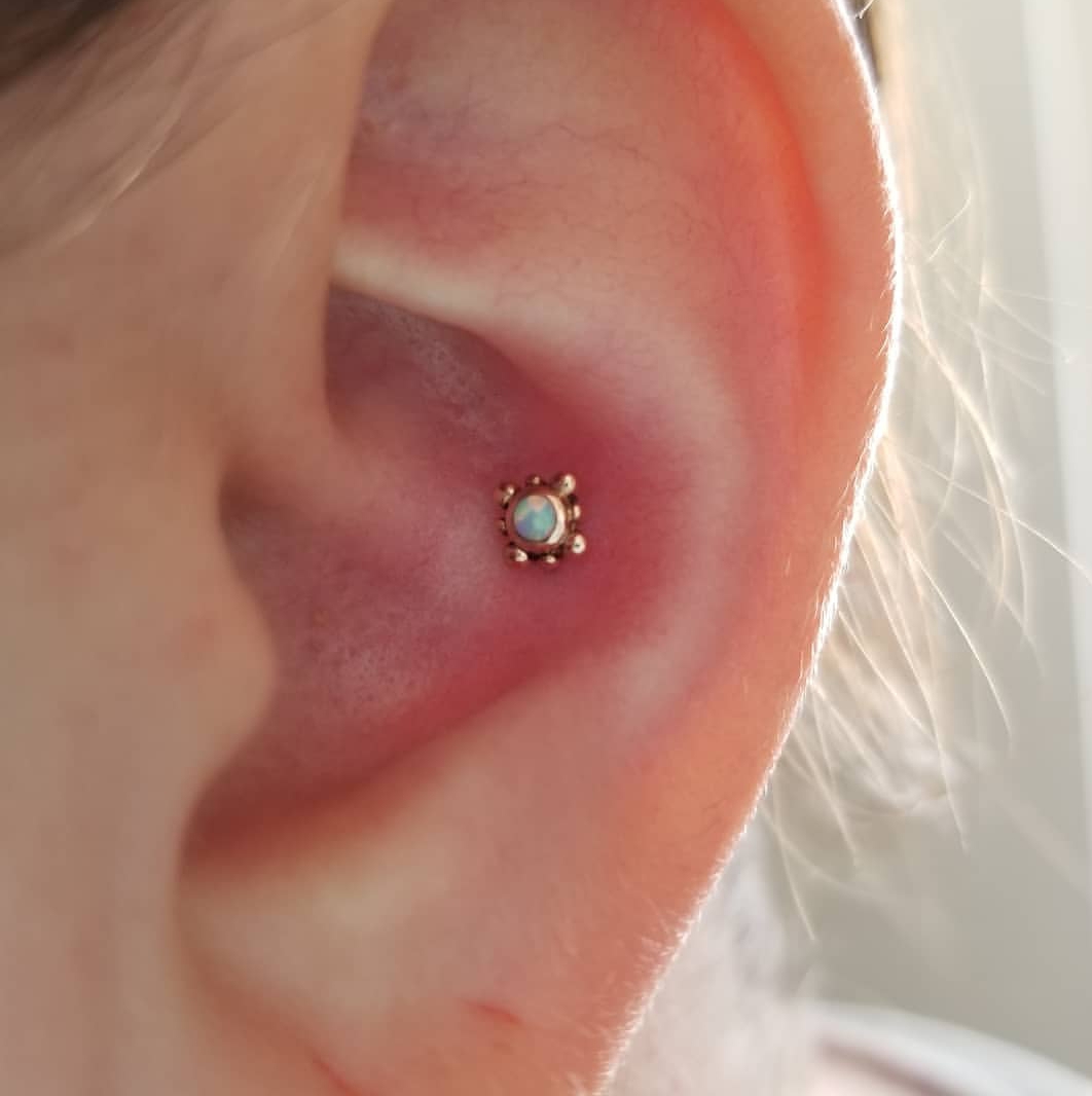 My Fresh Conch Piercing White Opal In Rose Gold By Matt At Nite Owl Tattoo Tampa Fl Piercing