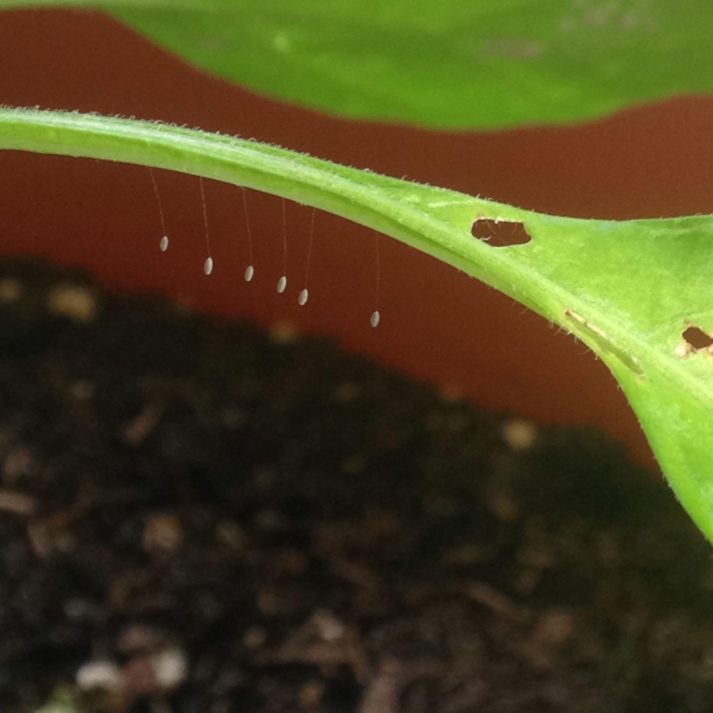 Are they friend or foe?