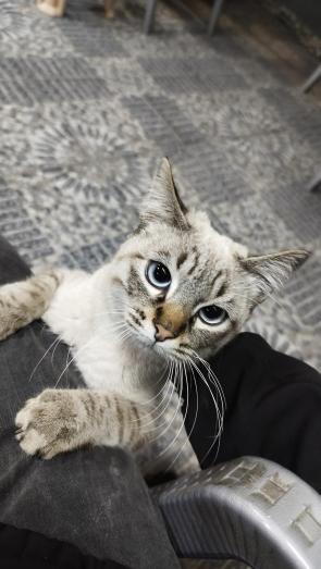 Cutie kitty