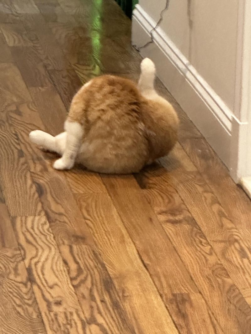 Hello R Oneorangebraincell - Download Ultra HD Sunset Background | 8K