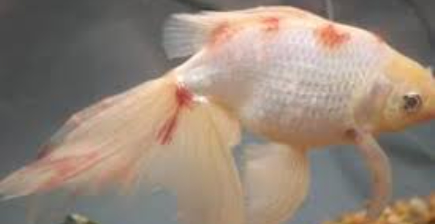 Red Spots On Fish Fishtank Aquarium Fishdiseases Fin congestion is an indication that the water quality in the tank is very poor.