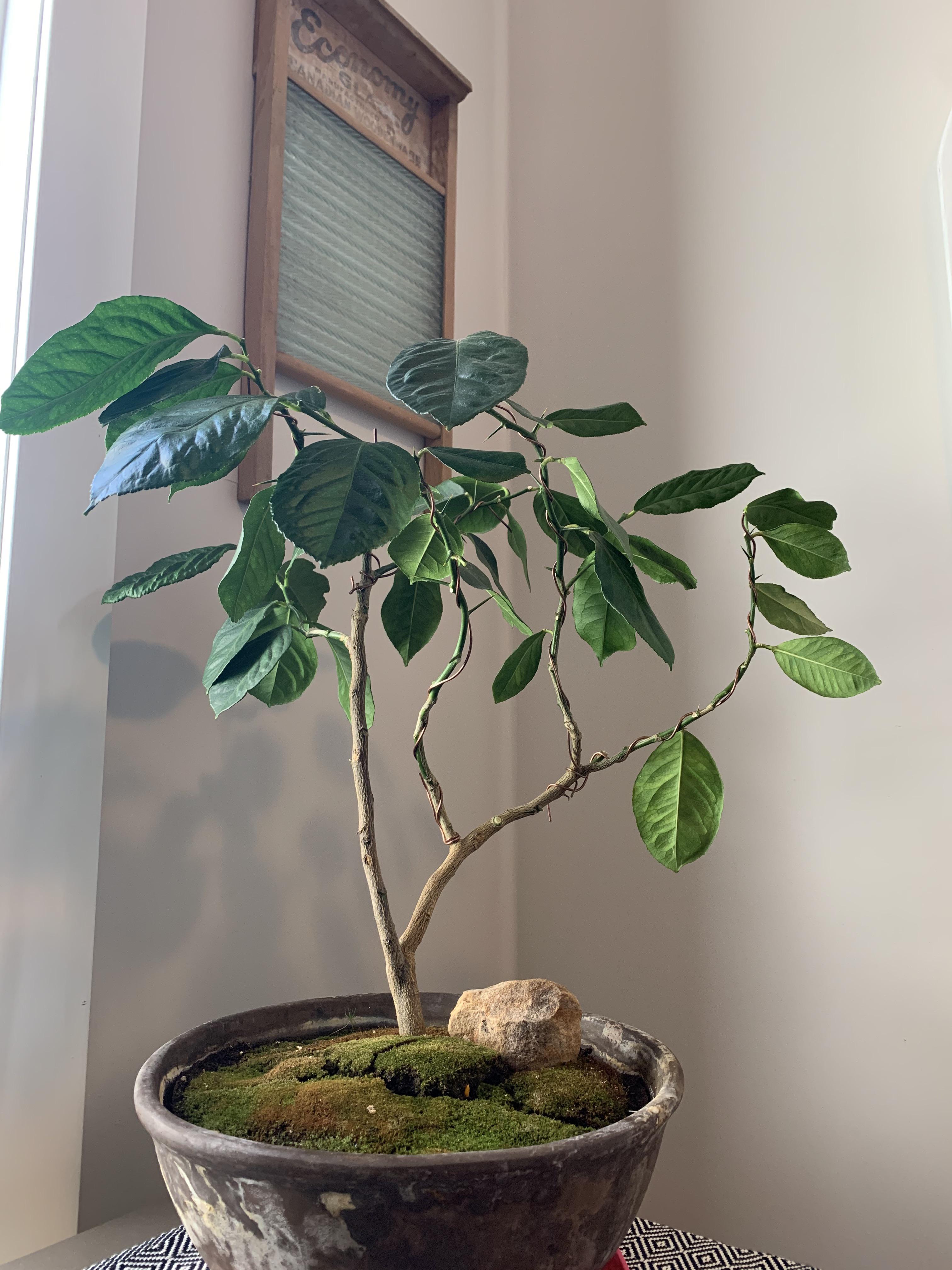 Amazon Com Bonsai Boy S Lemon Cypress Bonsai Tree Cupressus Macrocarpa Home Kitchen