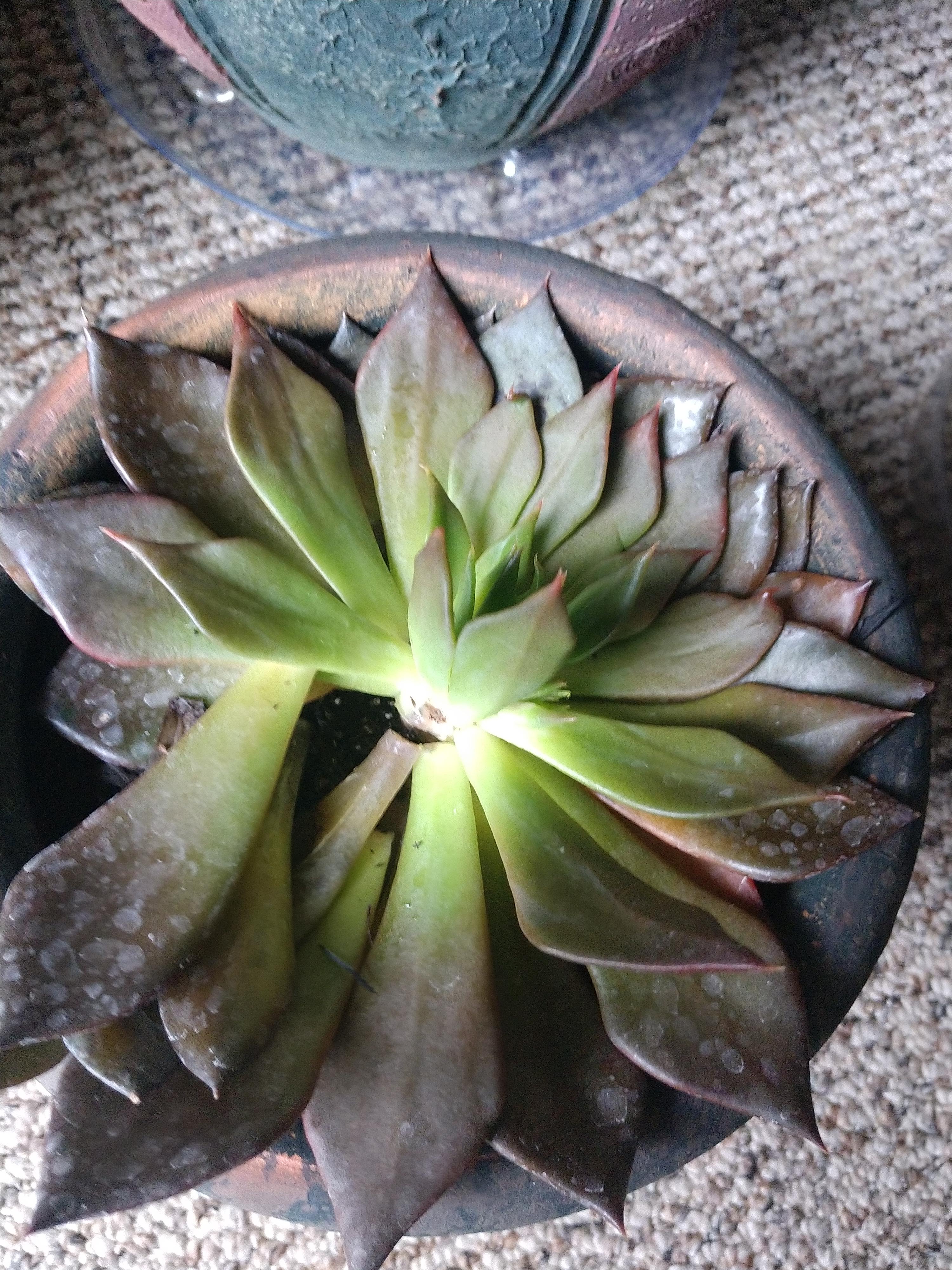 Why are the "leaves" falling off?
