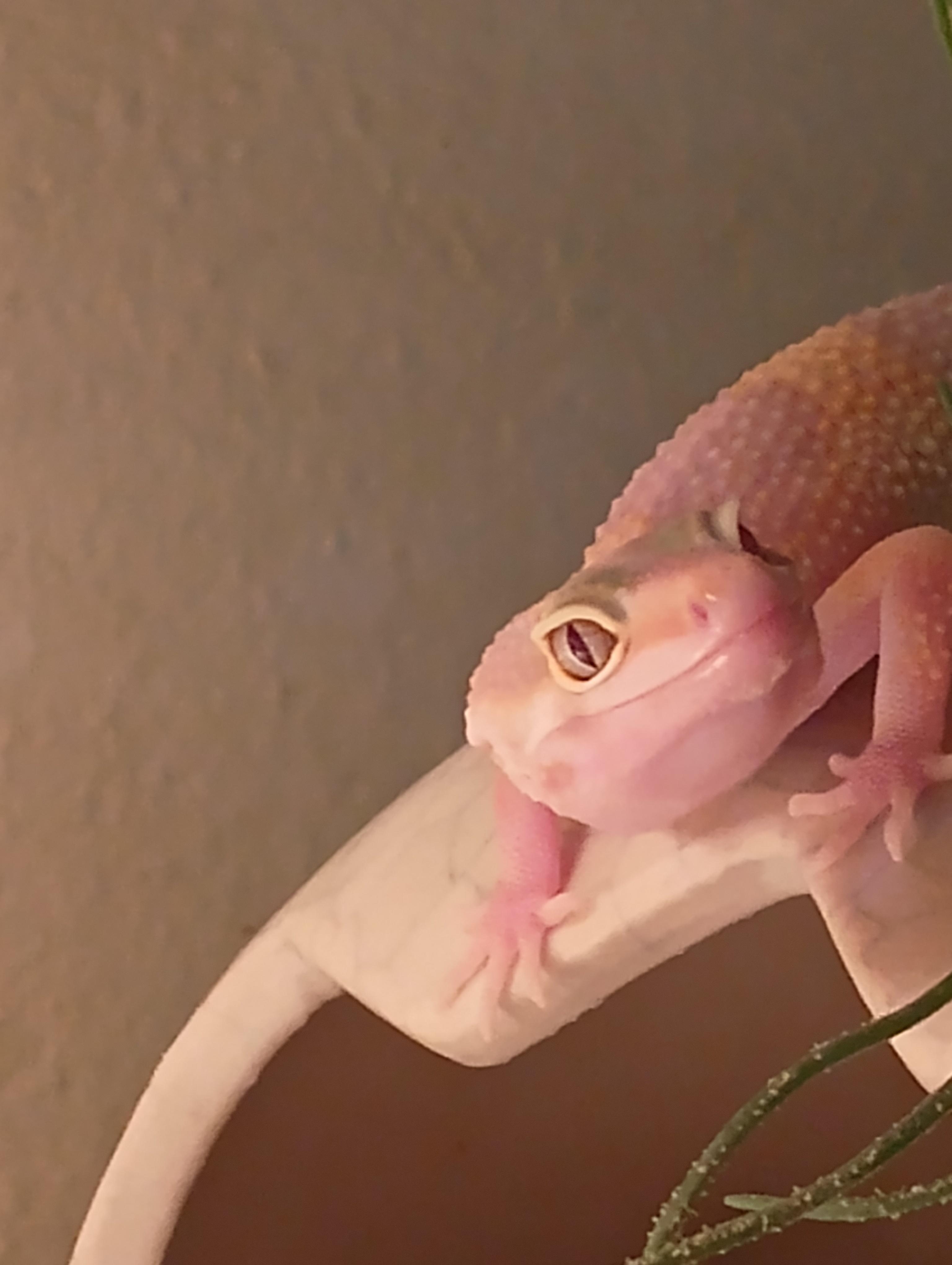 Bubblegum : rleopardgeckos