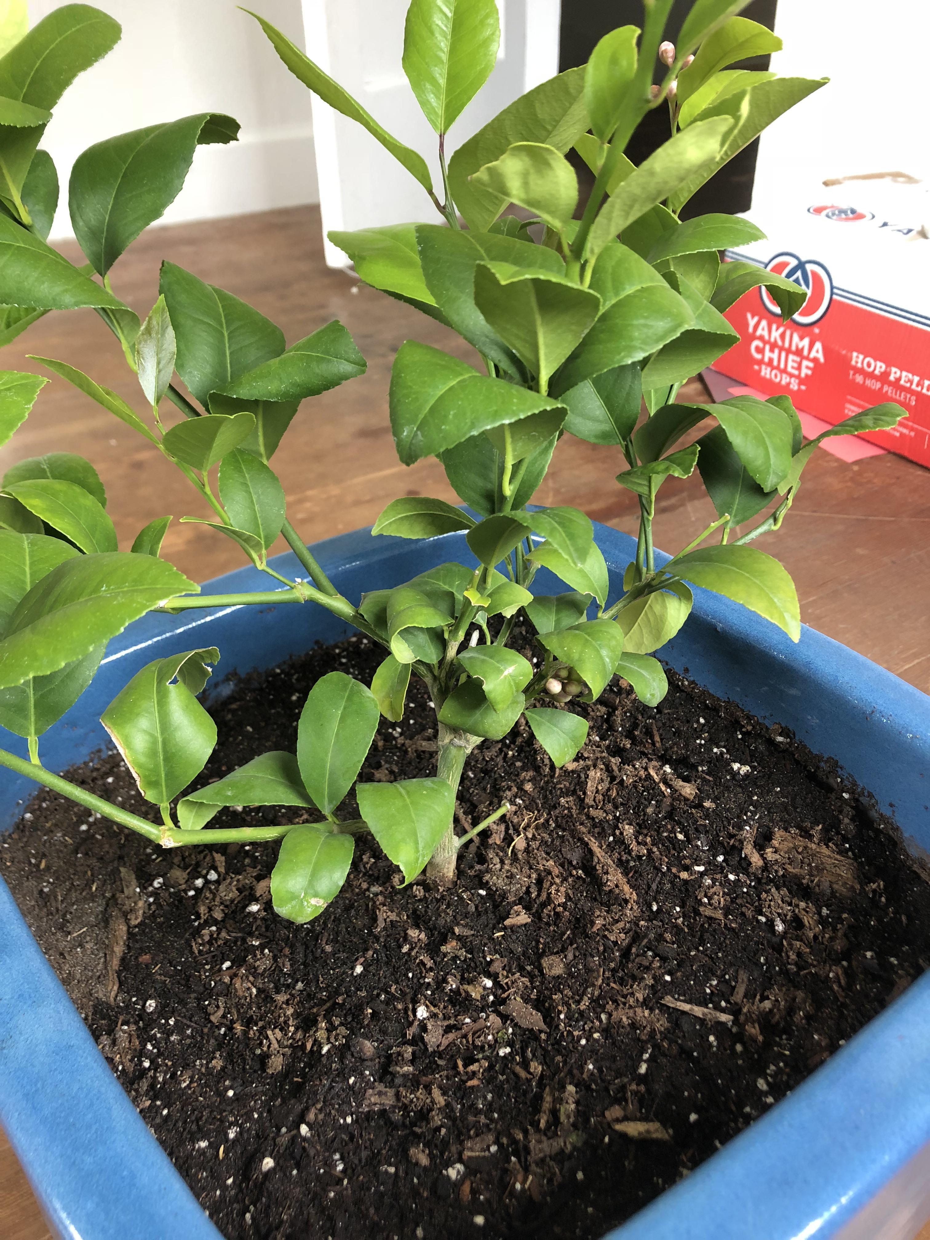 How To Grow Citrus Indoors Video Martha Stewart