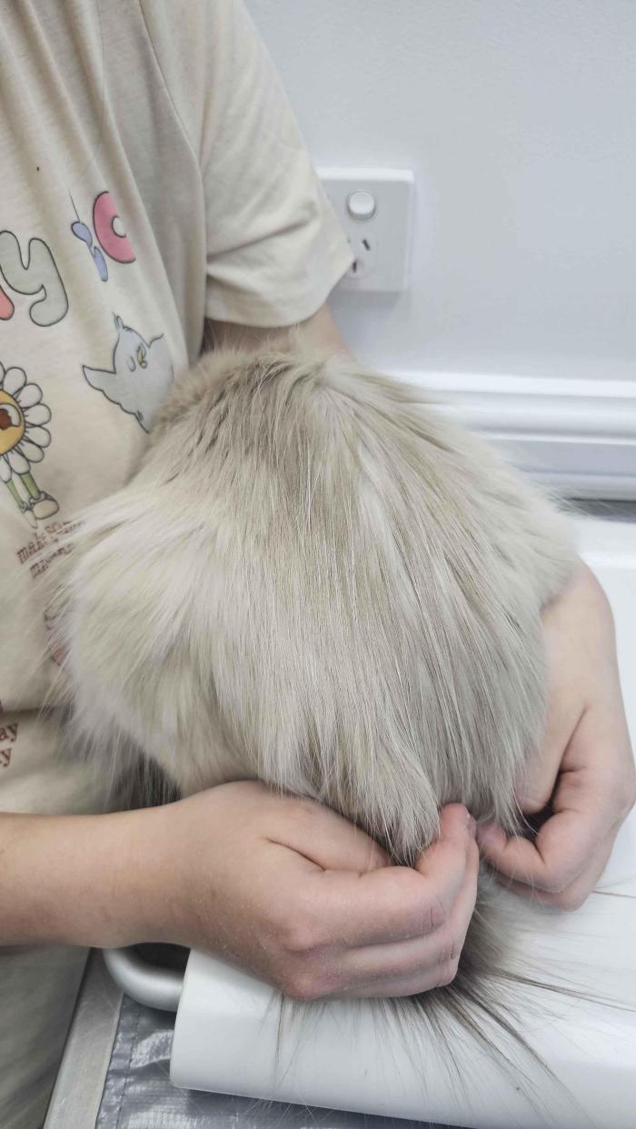 missdumpling