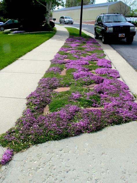 images Thyme Lawn Uk swap your boring lawn grass with red