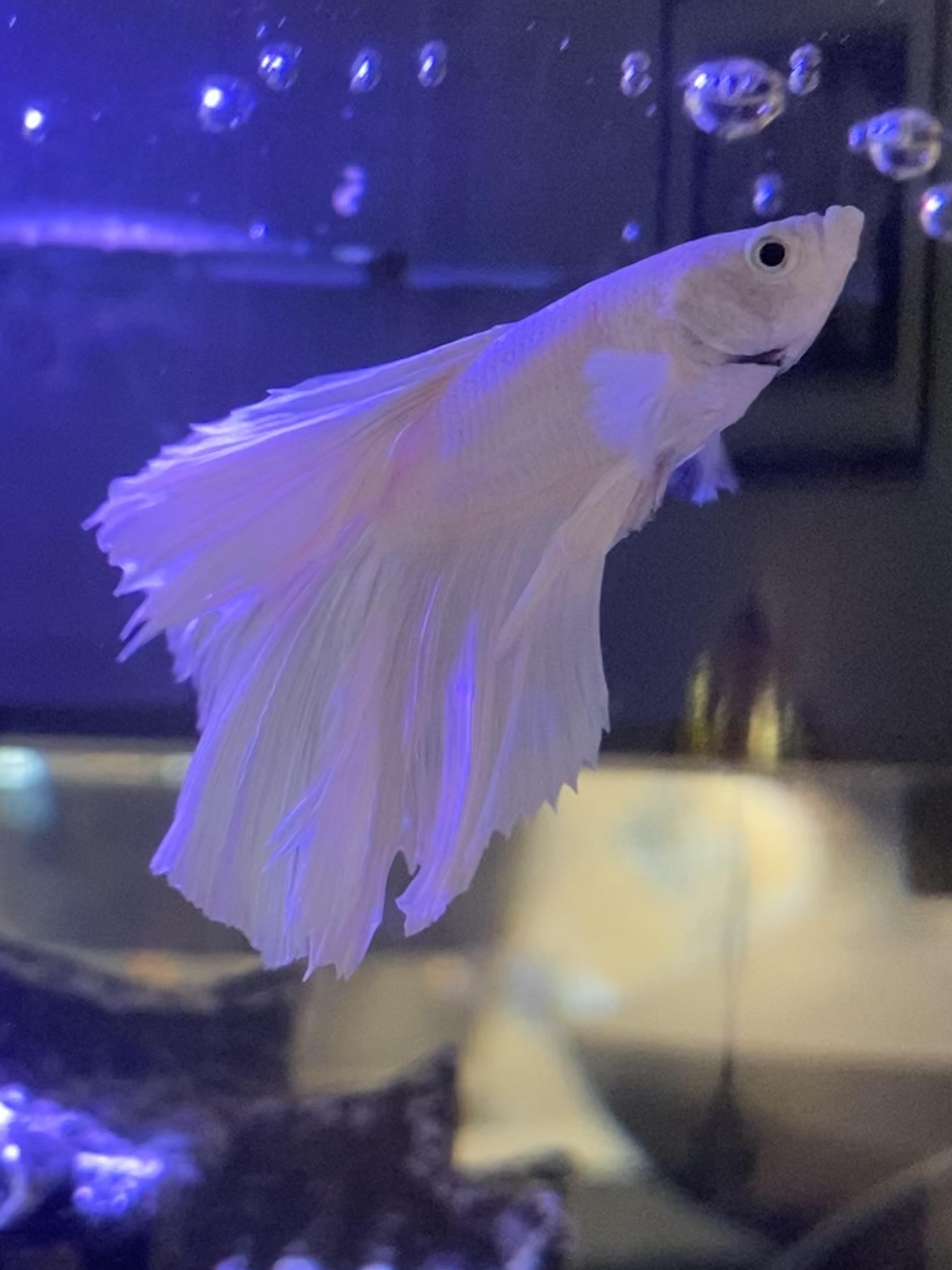 Changing Color Around Betta S Gills Fish Care 