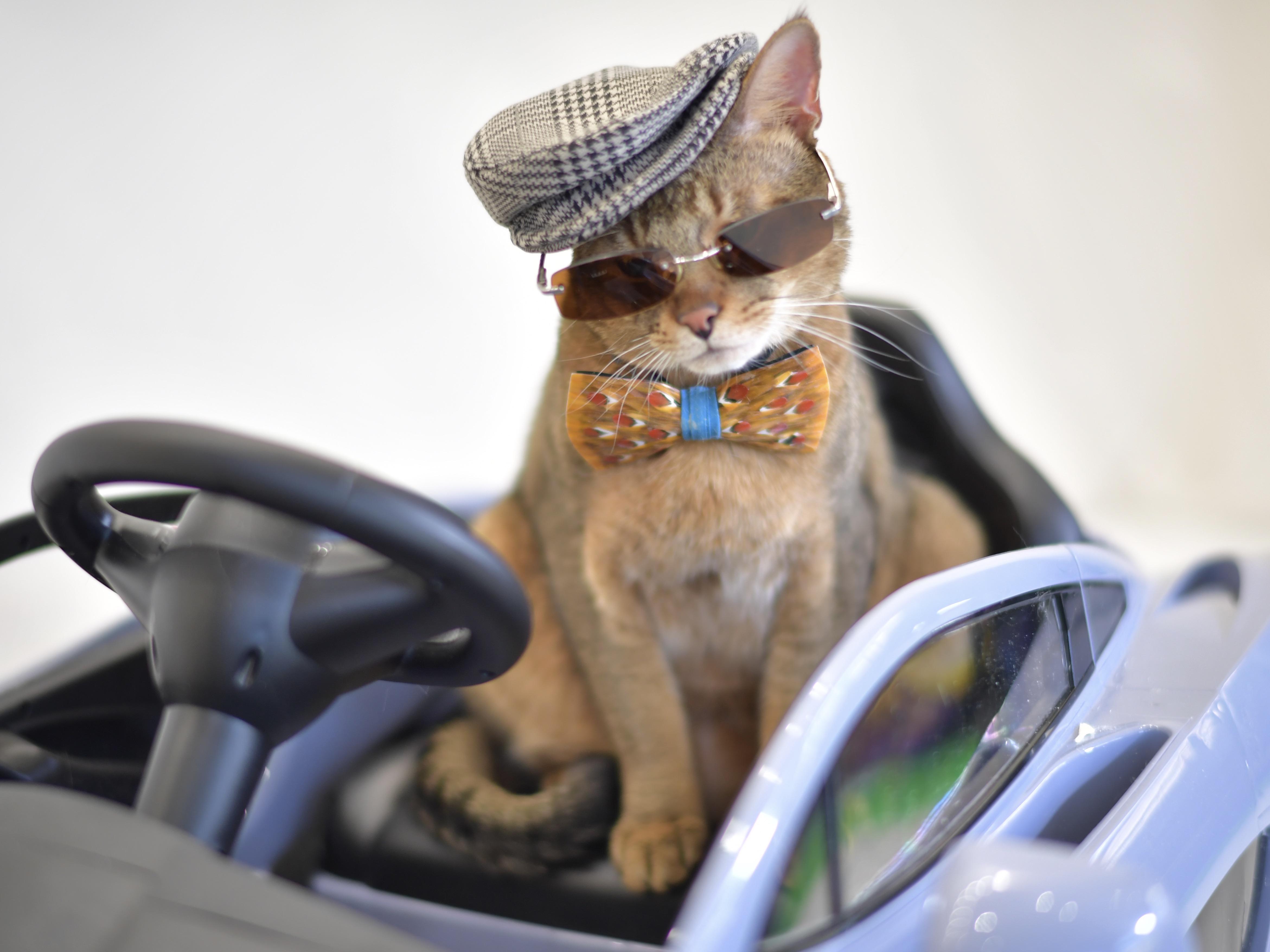 Psbattle: this cat in a hat