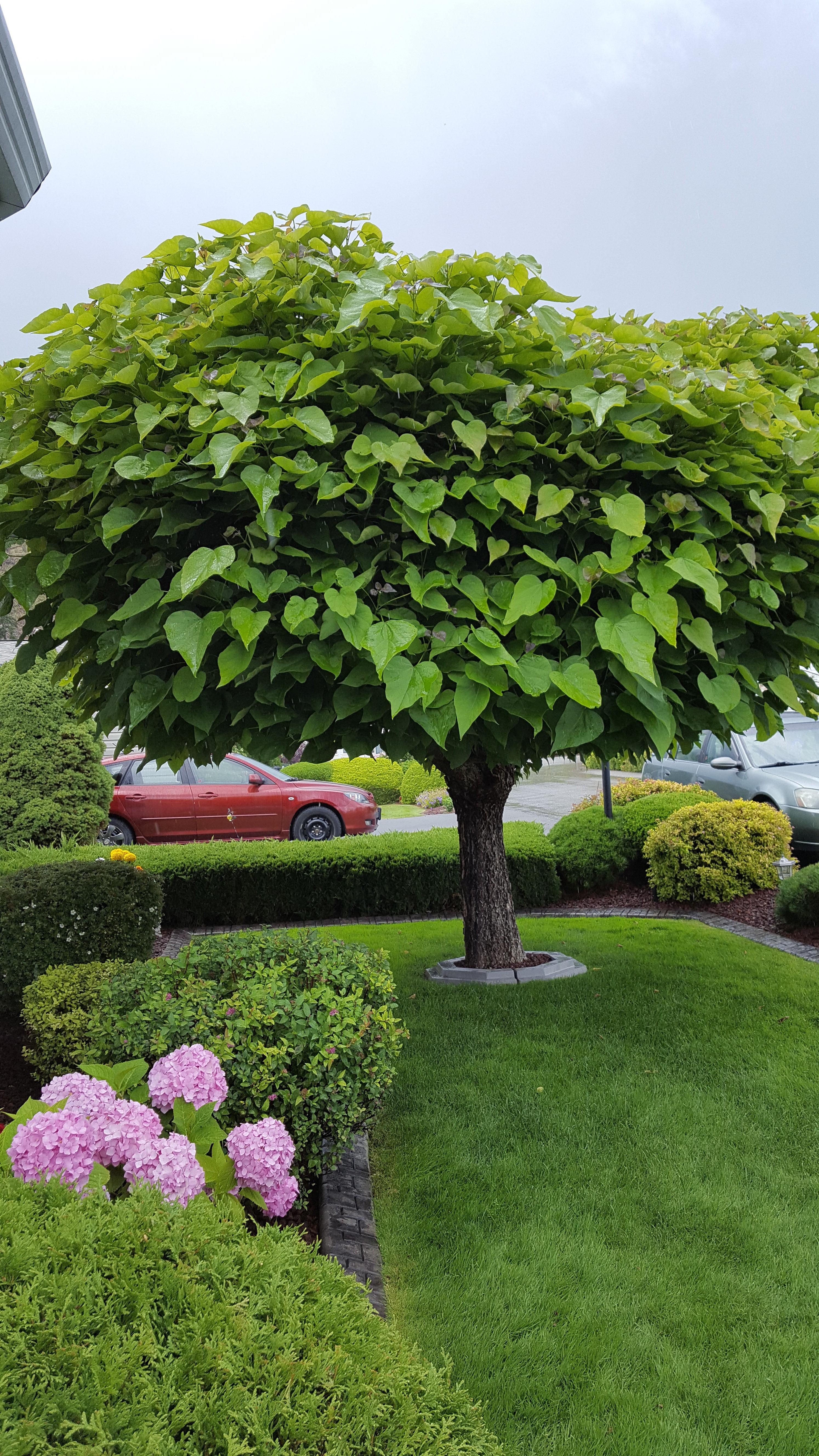 What Mother Trees Can Teach Us For Mother S Day